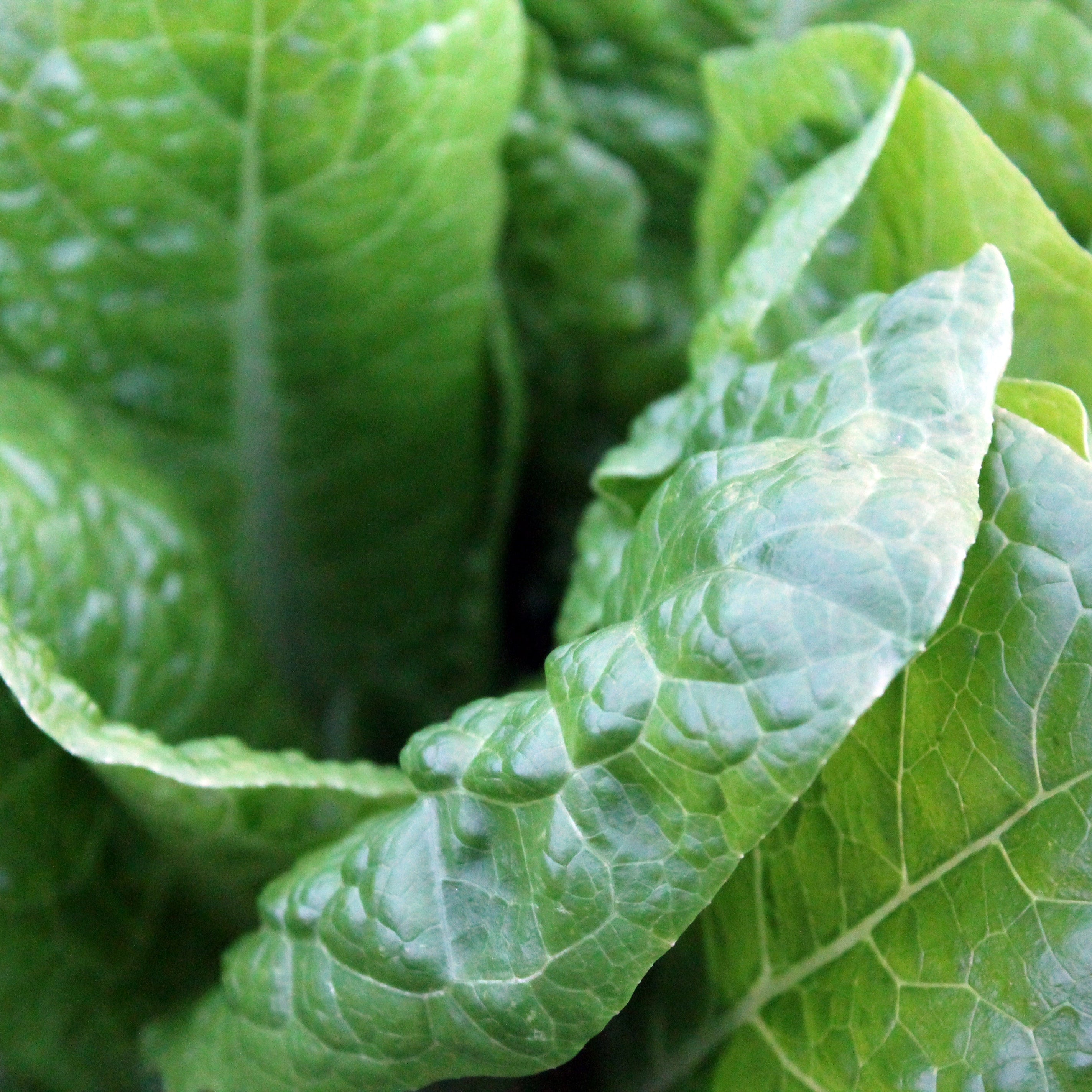 Close-up of Hispi Pointed Cabbage