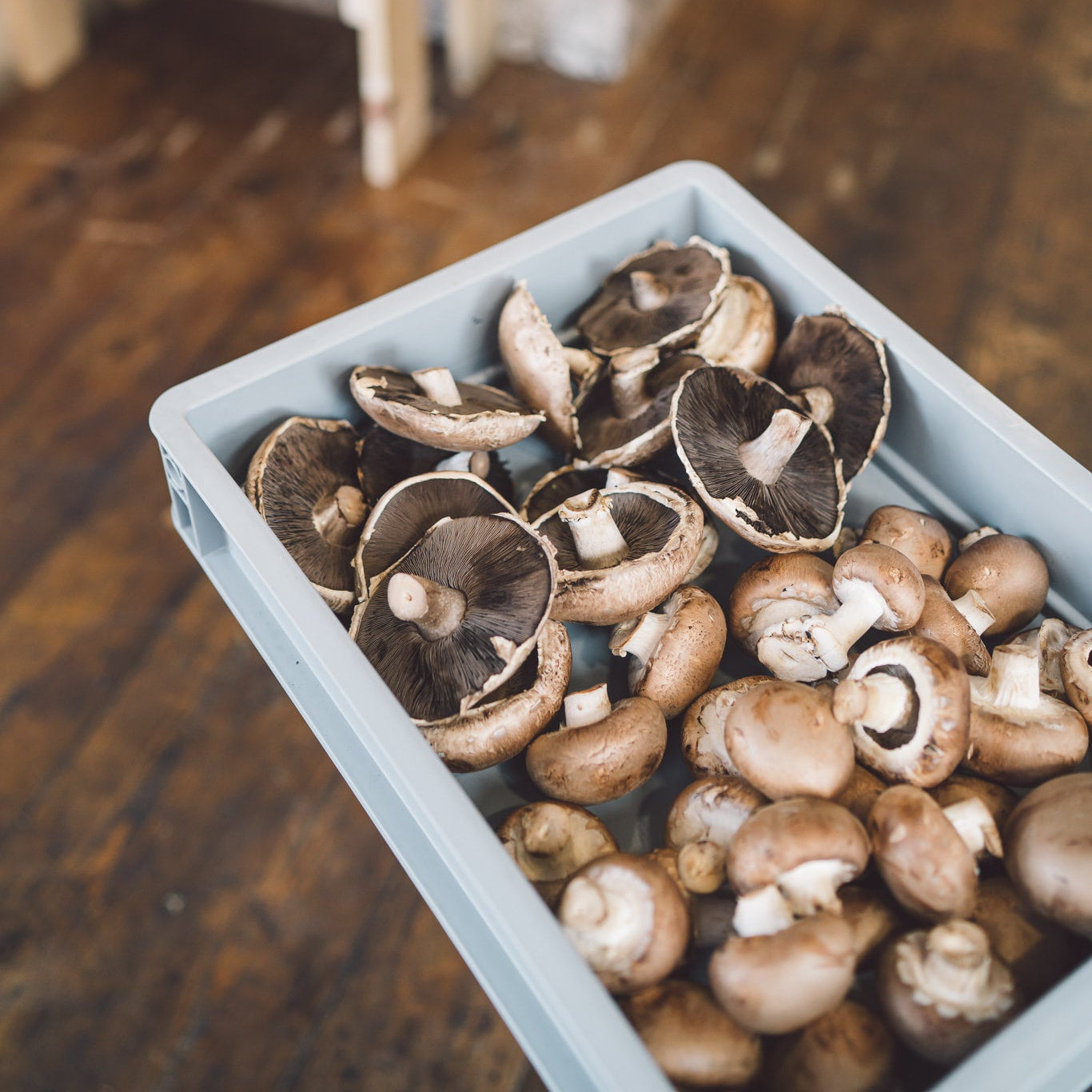 A mix of organic chestnut and portobello mushrooms 