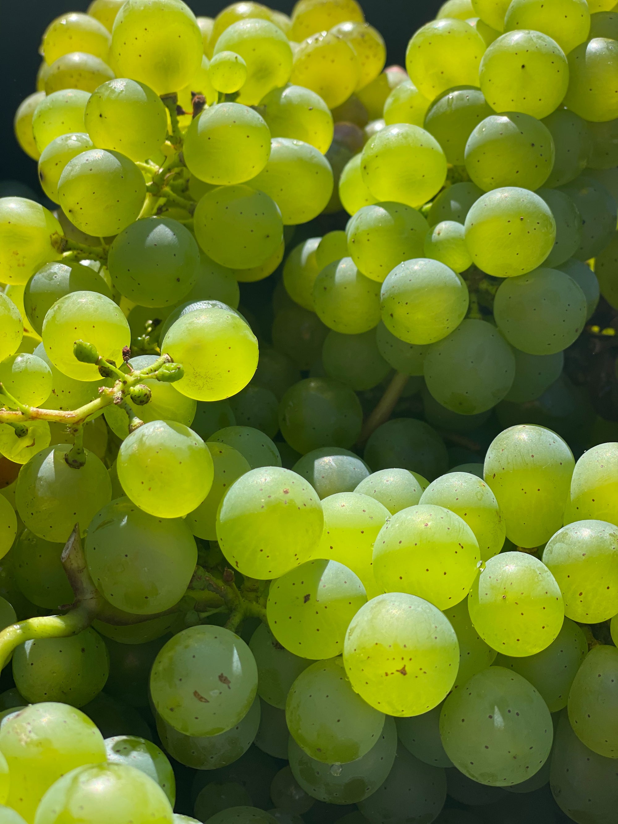 White Grapes (250g) image 0