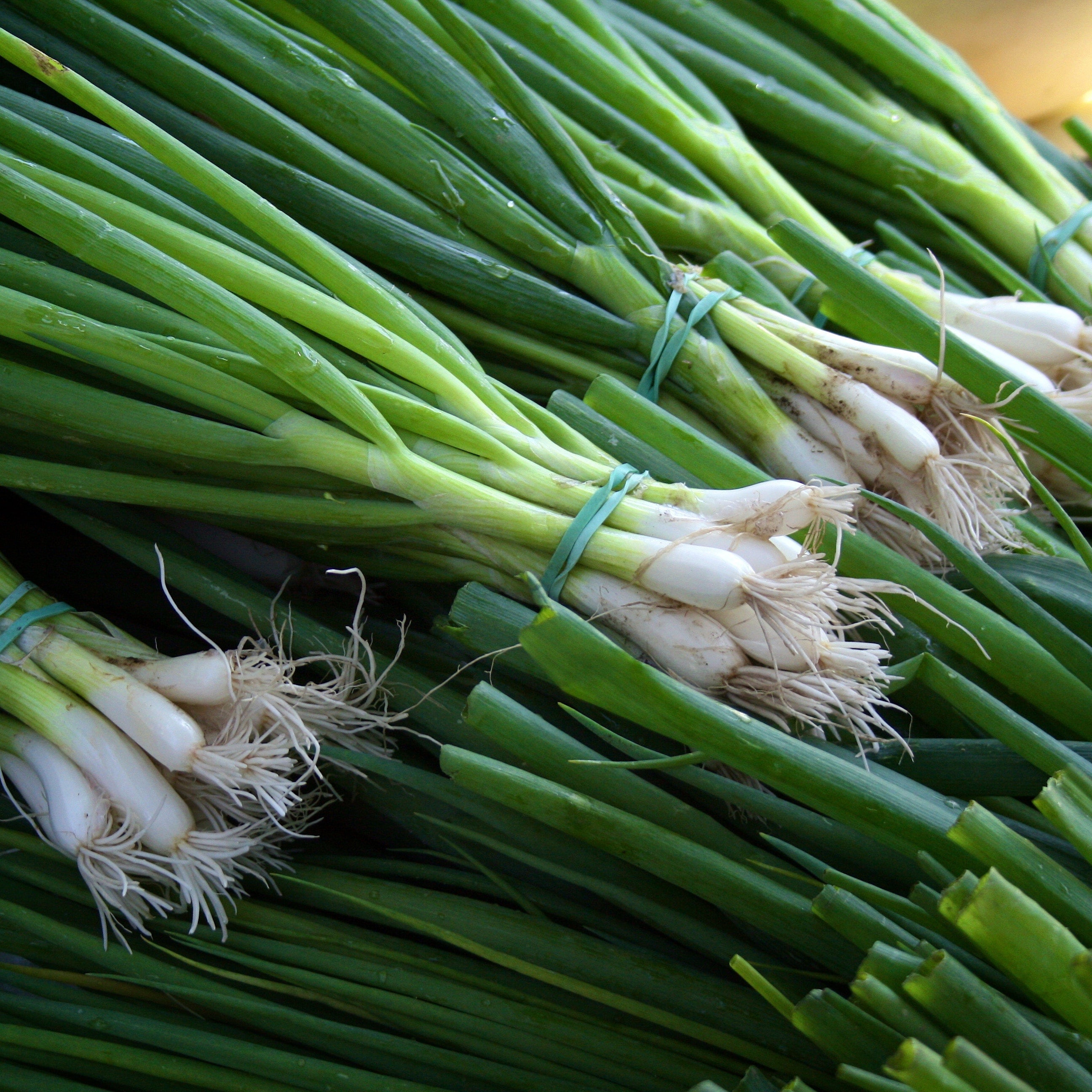 Close up of Spring Onion
