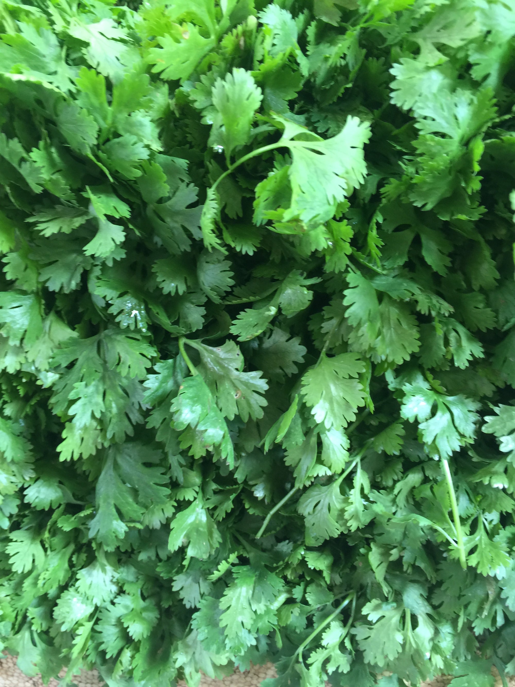 Flat Leaf Parsley image 0