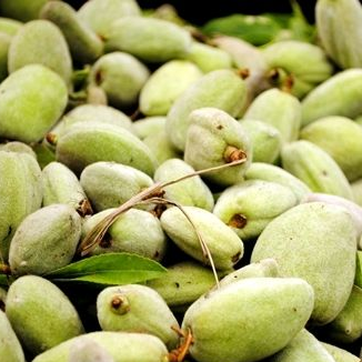 A close-up of many pale green almonds or almond pits piled in a container, with a few green leaves visible.