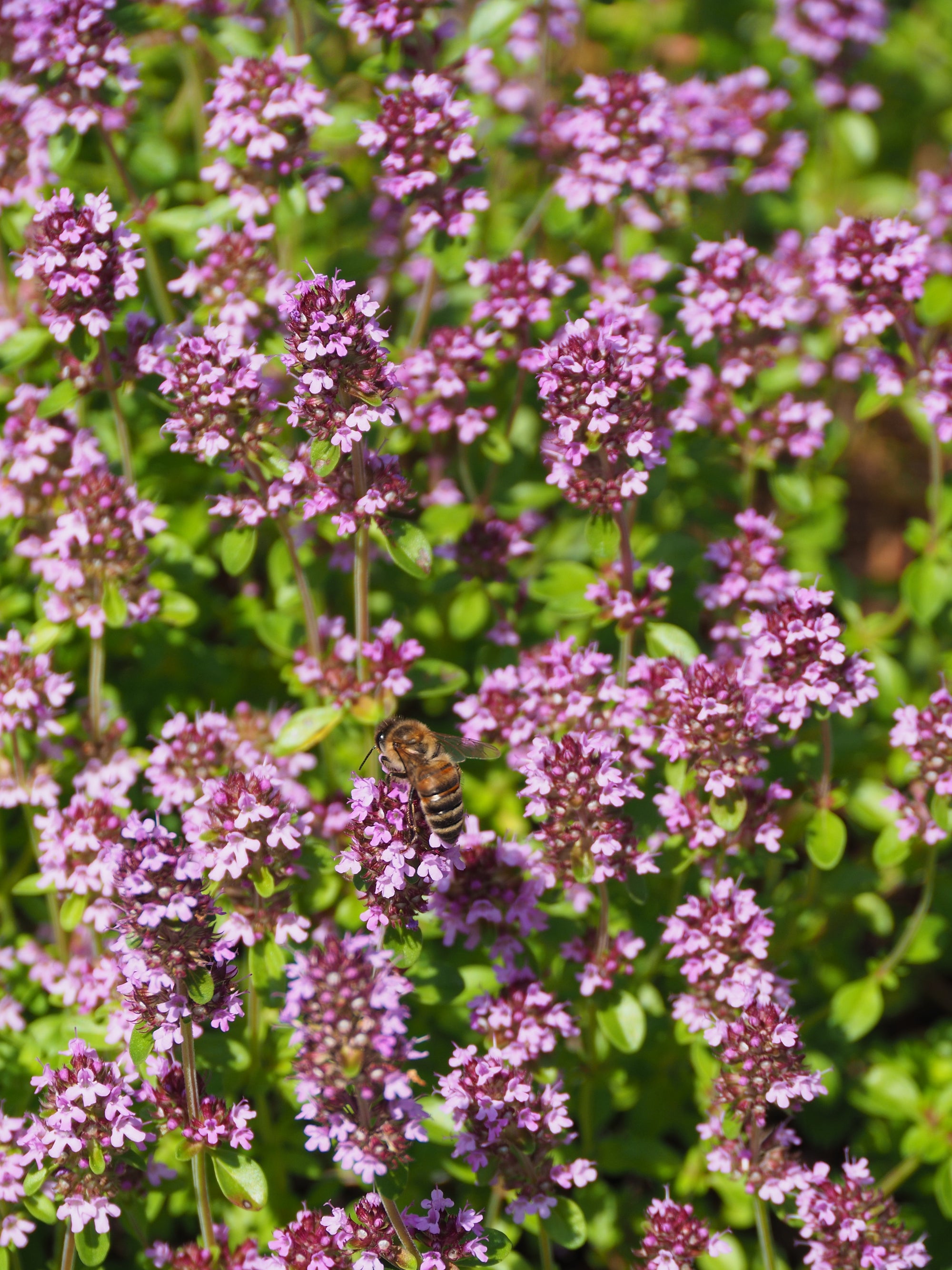 Thyme image 0