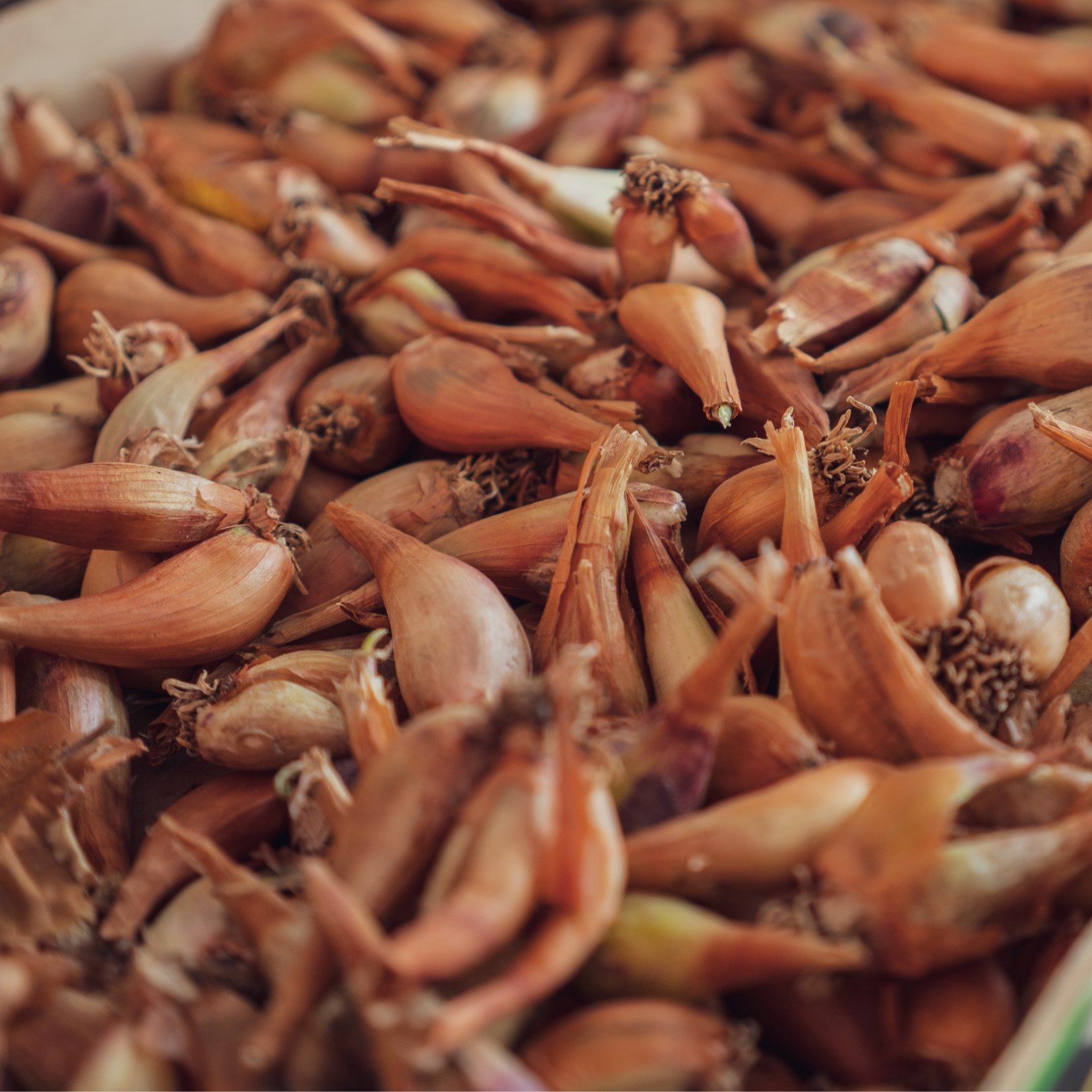 Banana Shallot image 0