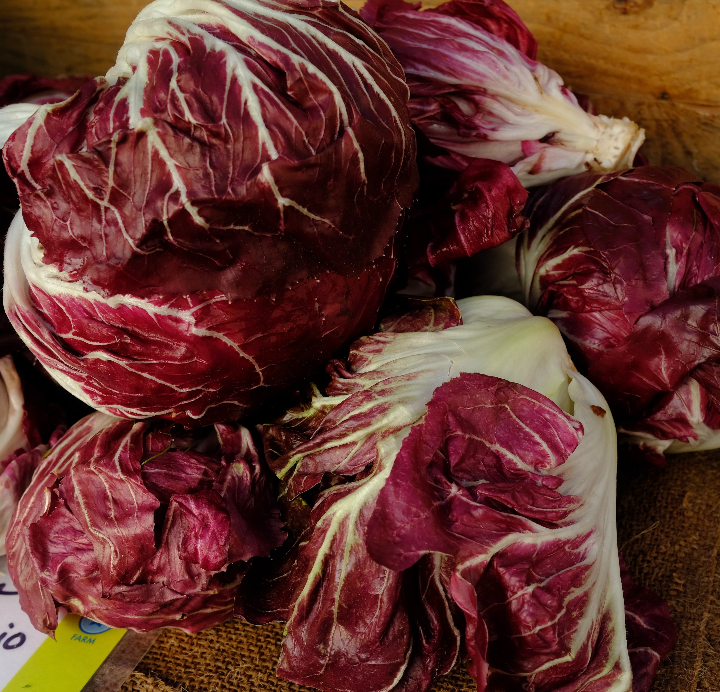 Radicchio di Chioggia image 0