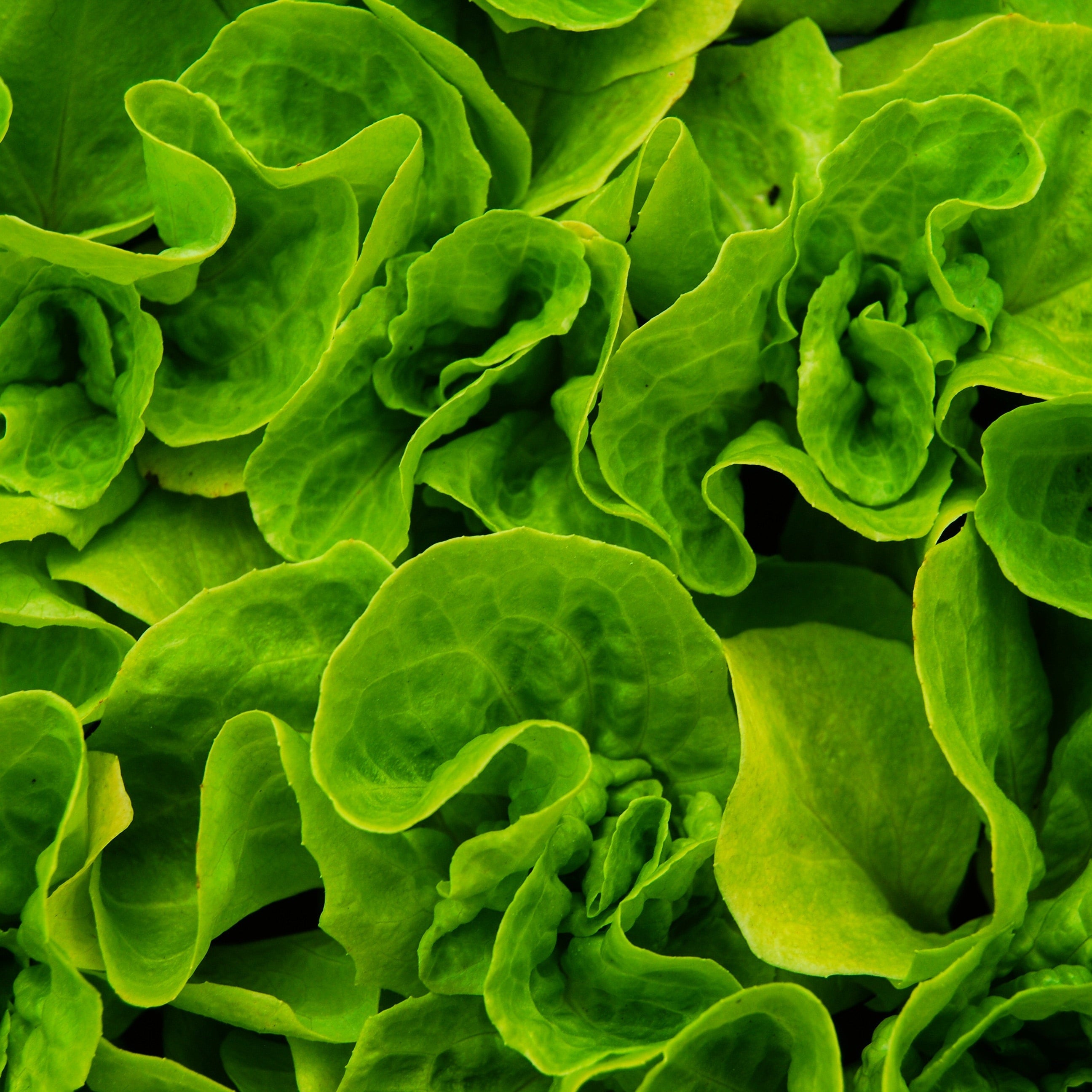Close up of Romaine Lettuce 