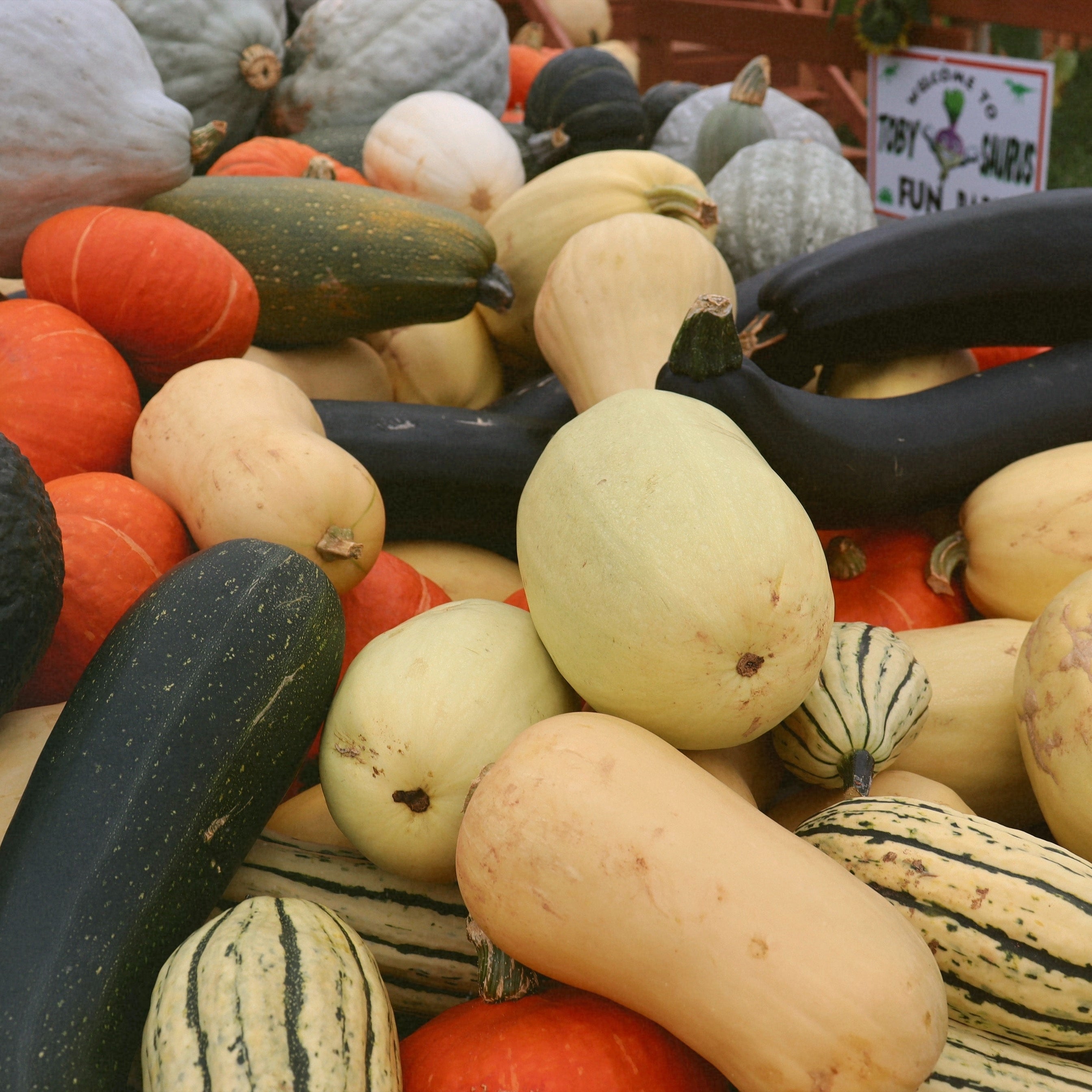 Close up of squash 