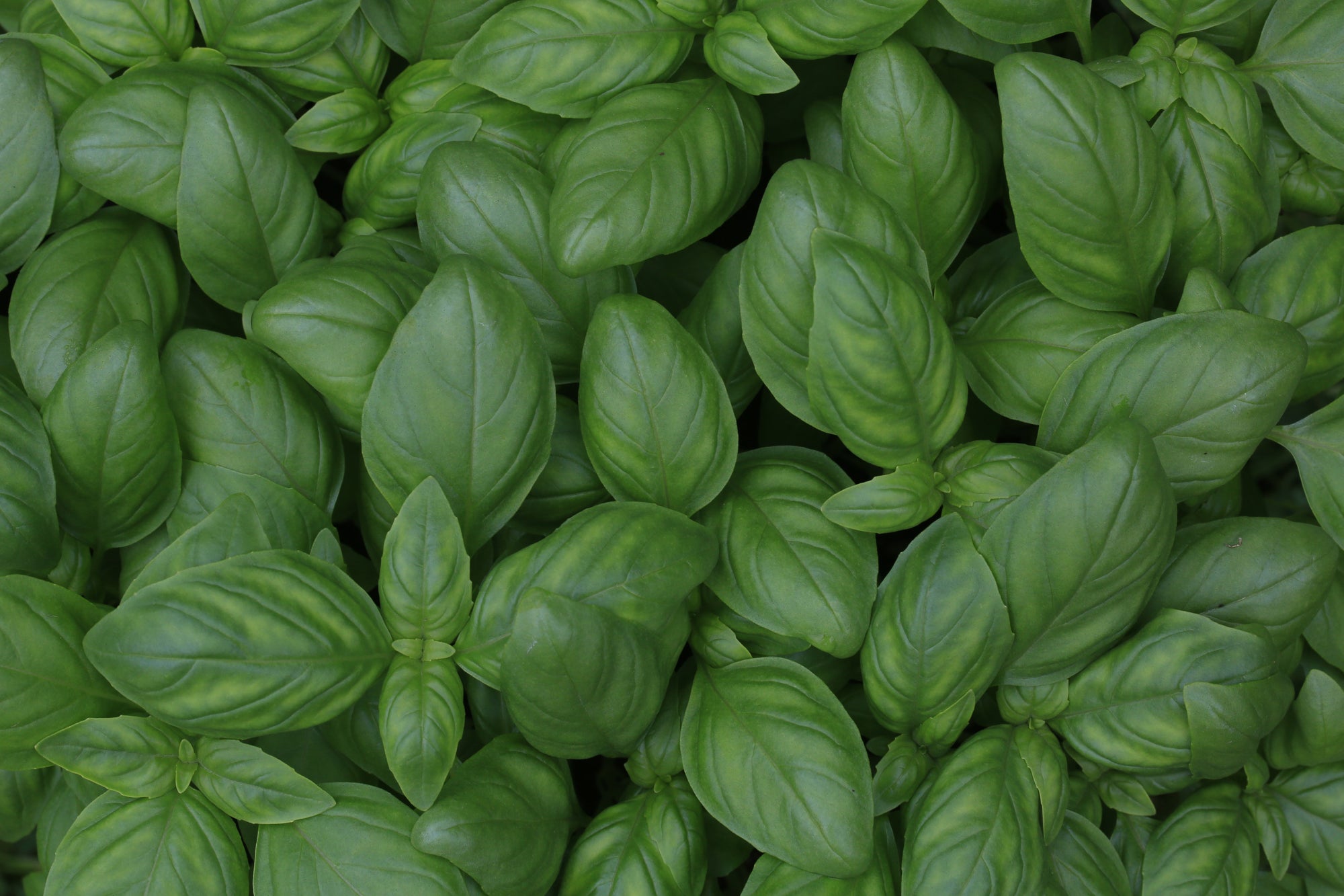 Basil image 0