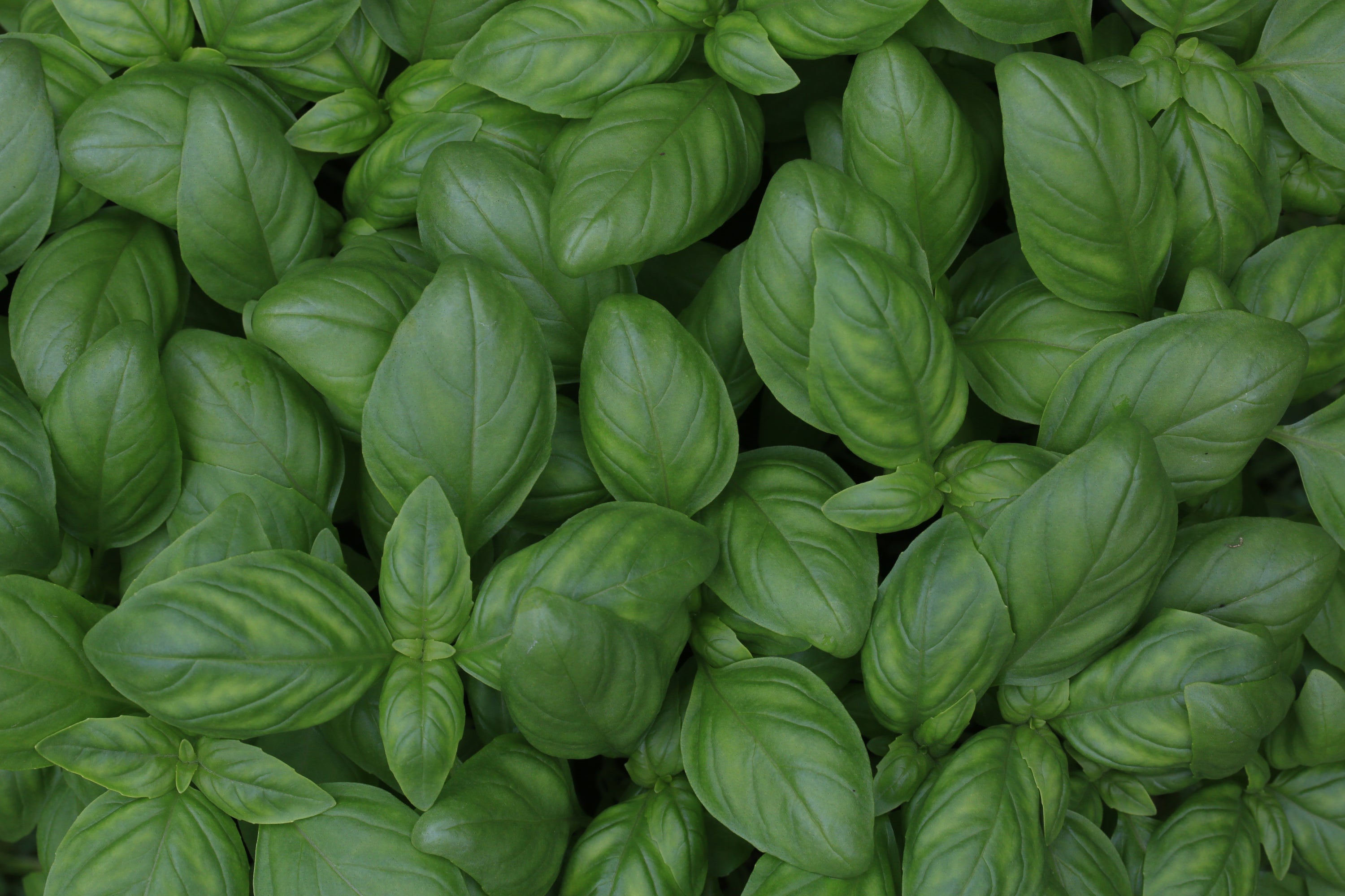 Basil image 0