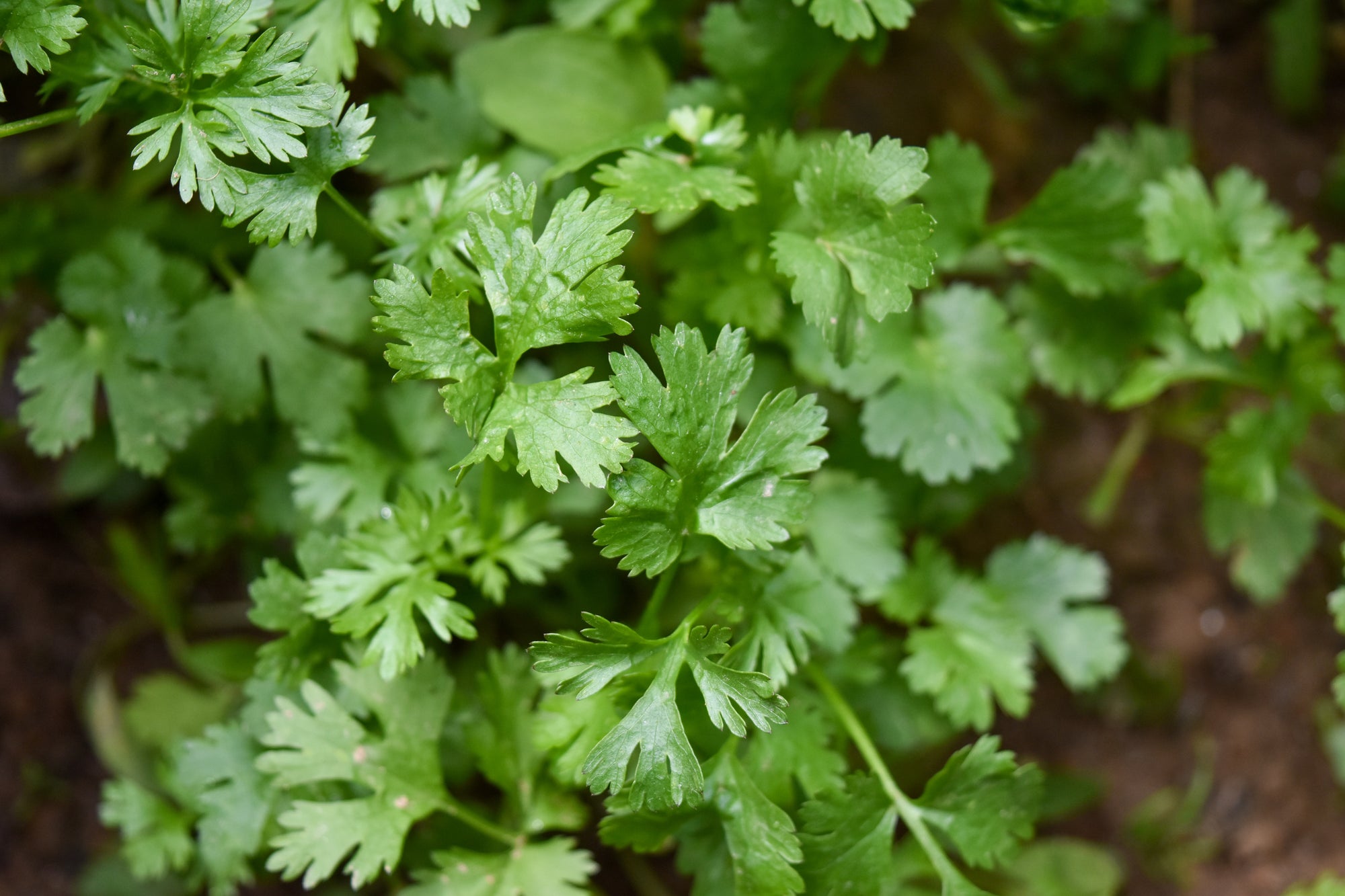 Coriander (50g) image 0