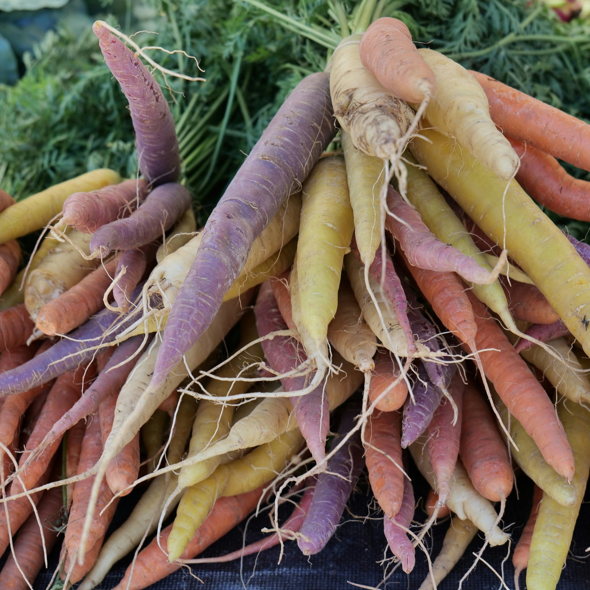 Close up of Rainbow Carrots 