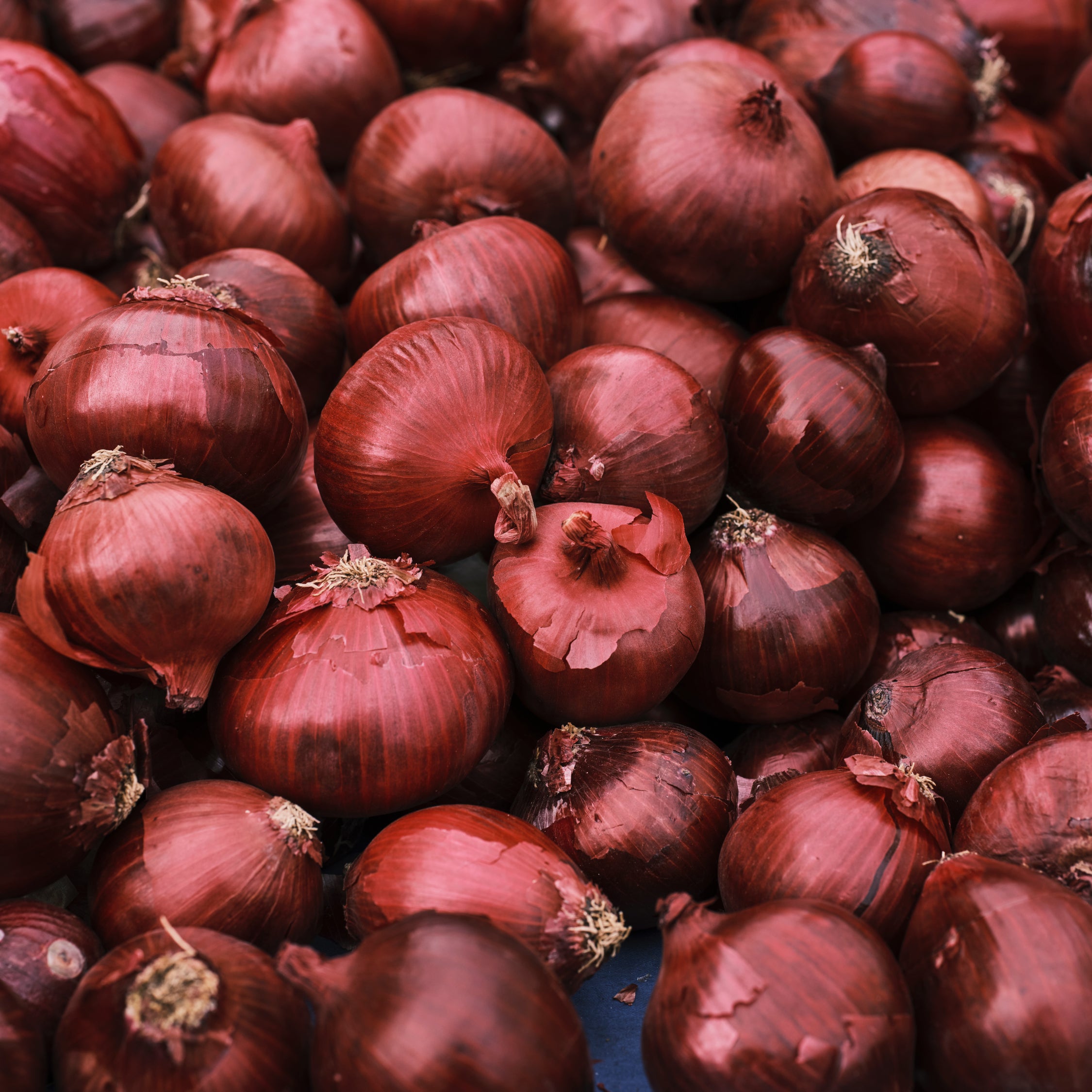 Close up of Red Onions