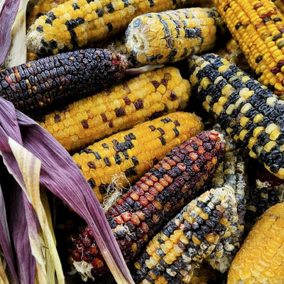 Assorted colorful corn cobs with purple, yellow, and black kernels.
