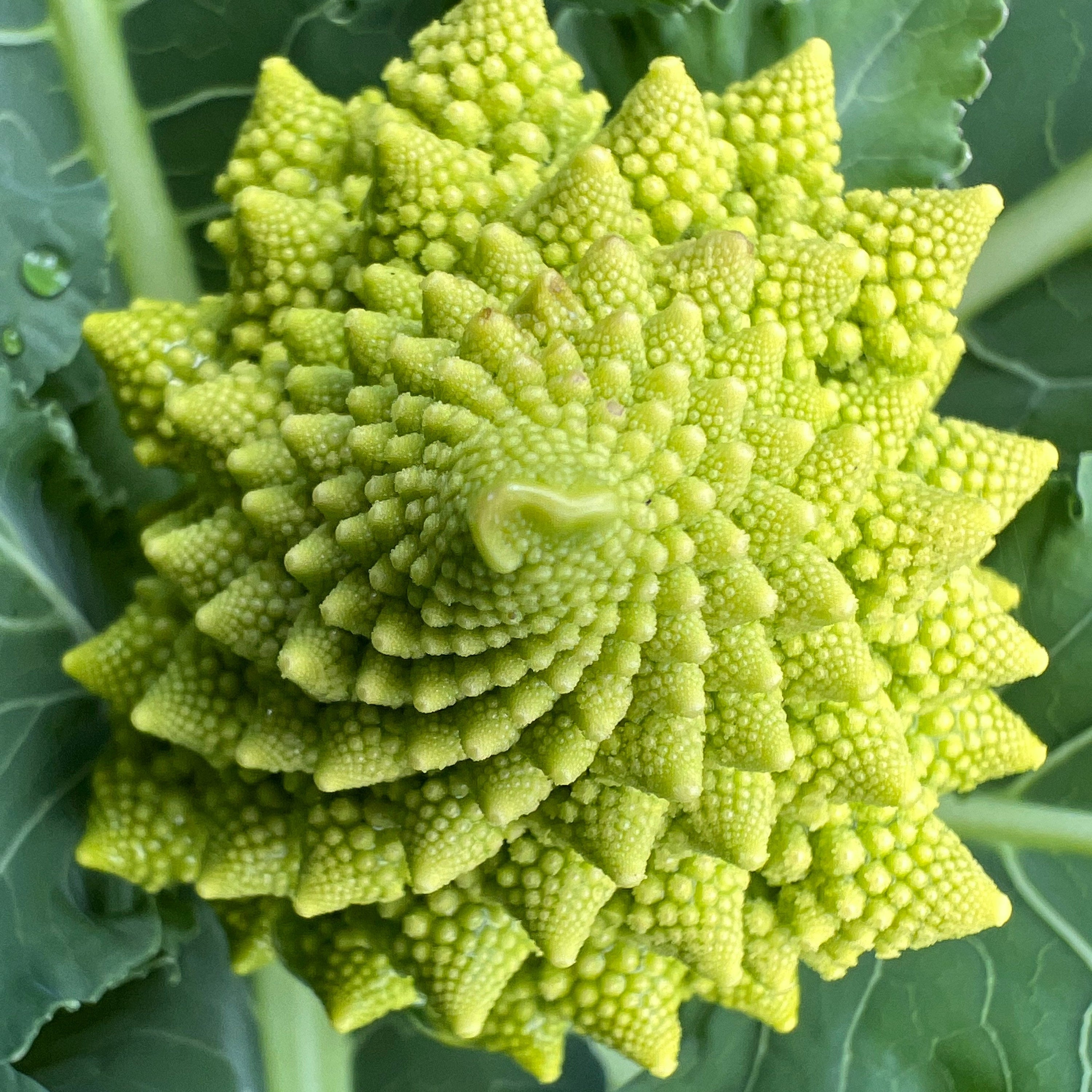 Romanesco Cauliflower