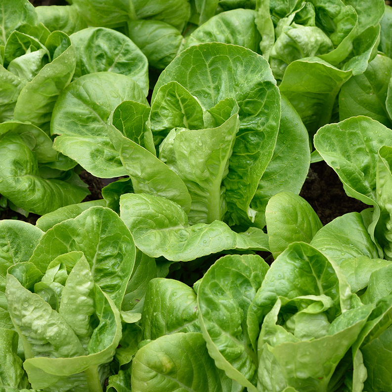Fresh green lettuce heads growing in a garden bed with dark soil visible between the leaves.