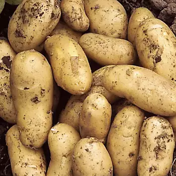 A pile of freshly harvested, soil-dusted yellow potatoes resting on dark earth.