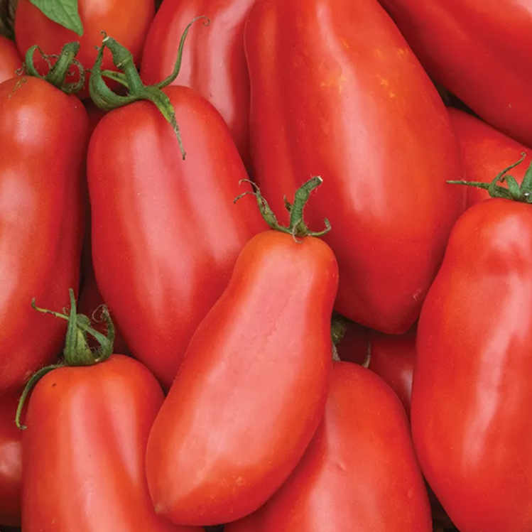 A close-up of ripe, elongated red San Marzano tomatoes 