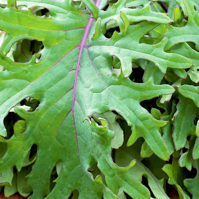 A close-up of fresh, leafy Red Russian kale with jagged, ruffled edges and red stems, piled on a wooden surface.