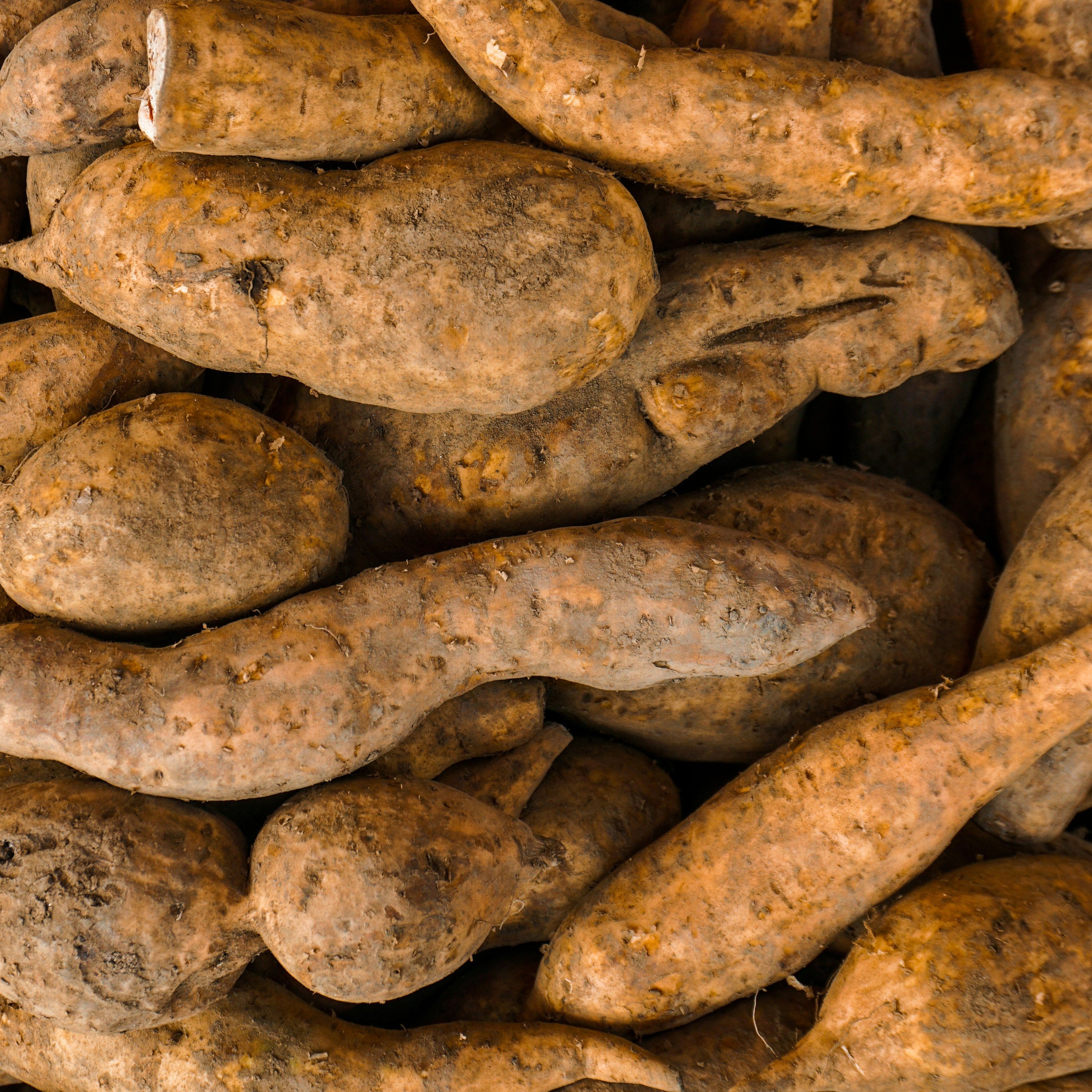 Close up Sweet Potato 