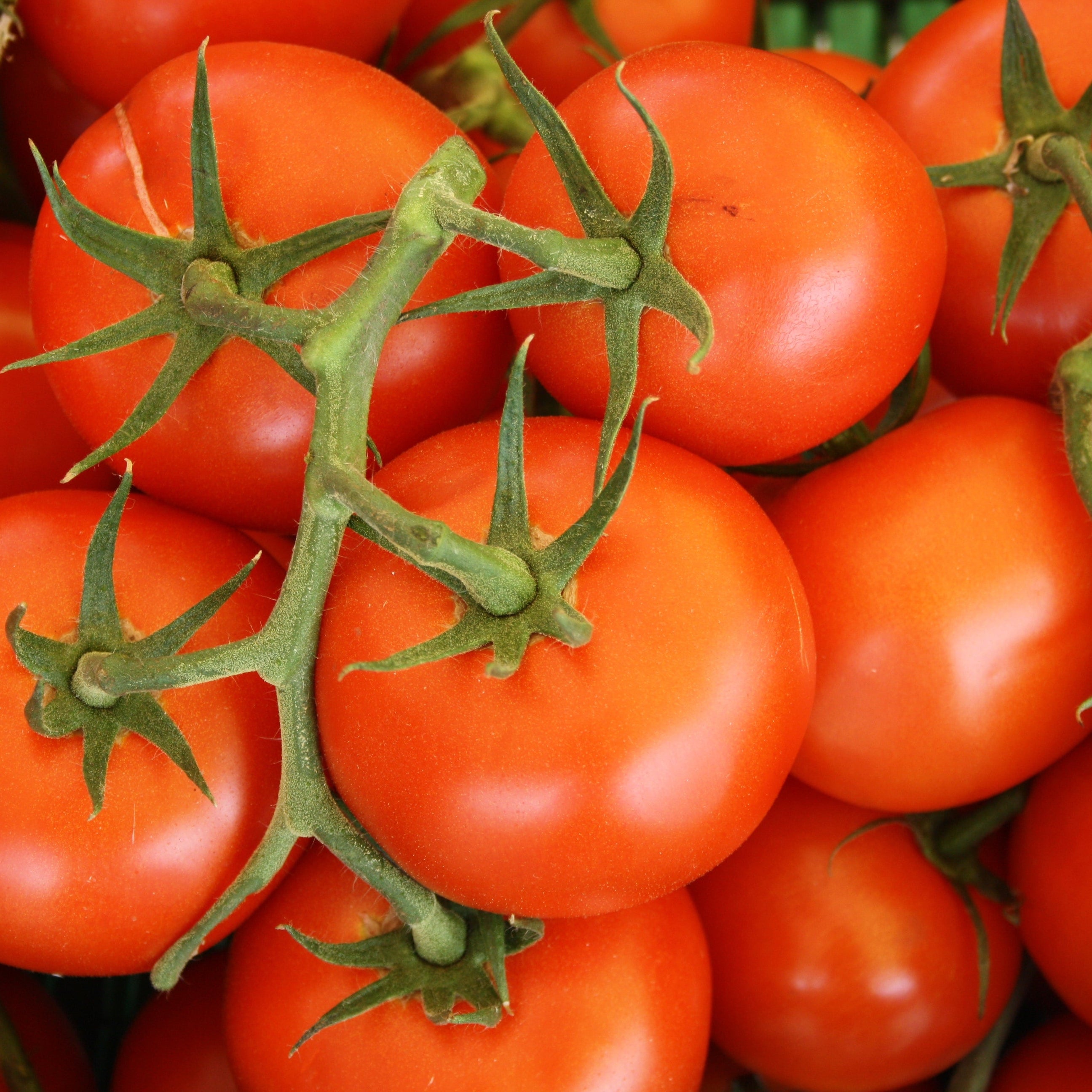 Close up of Vine Arreton Tomatoes 