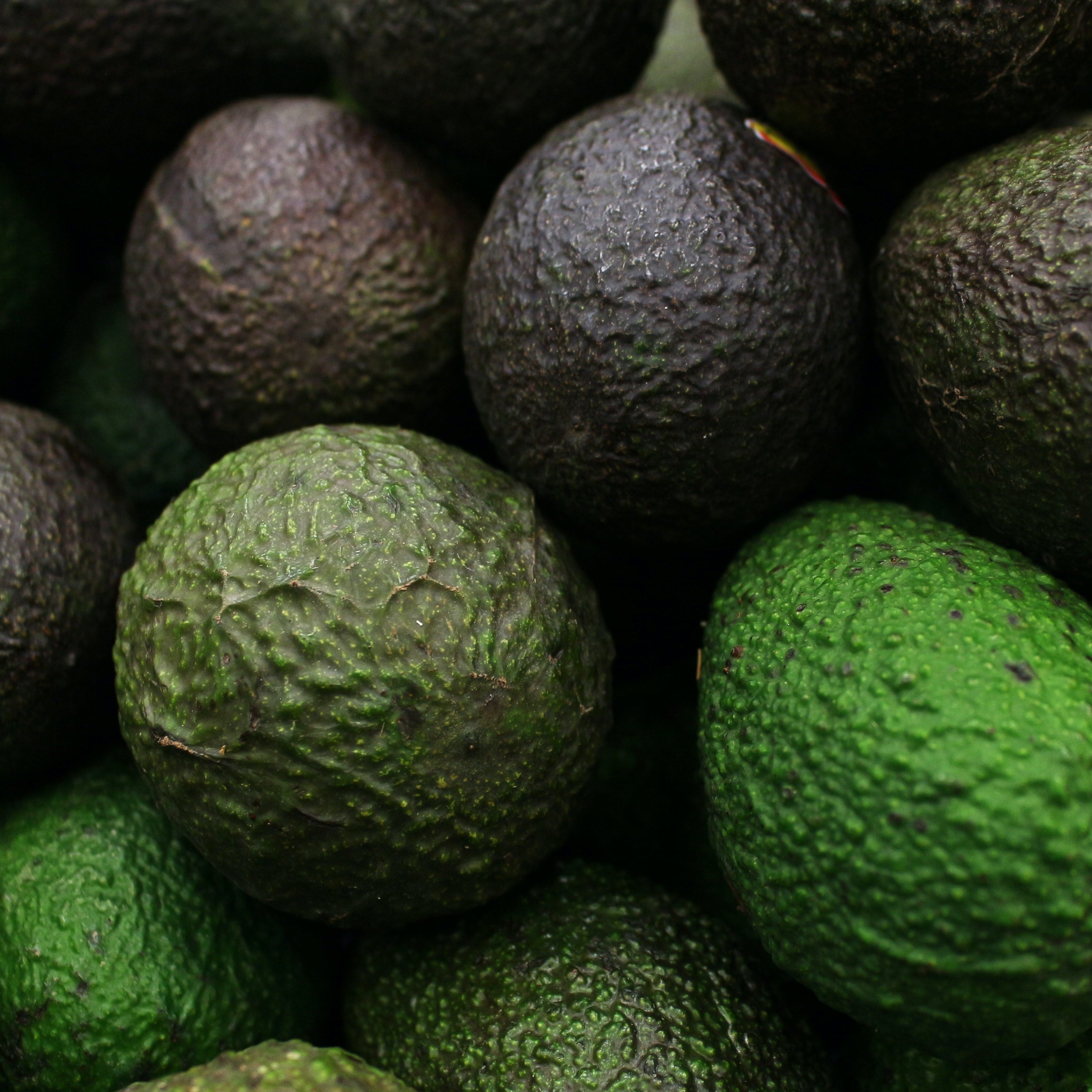 Close up of Avocado Hass 