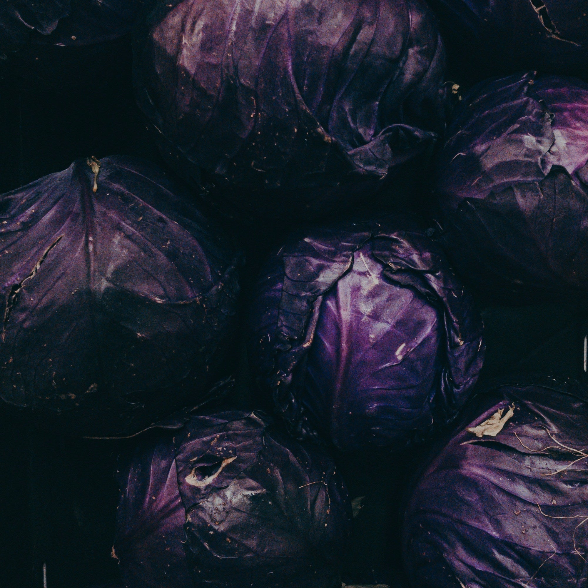 Close-up of purple cabbage heads with a dark background