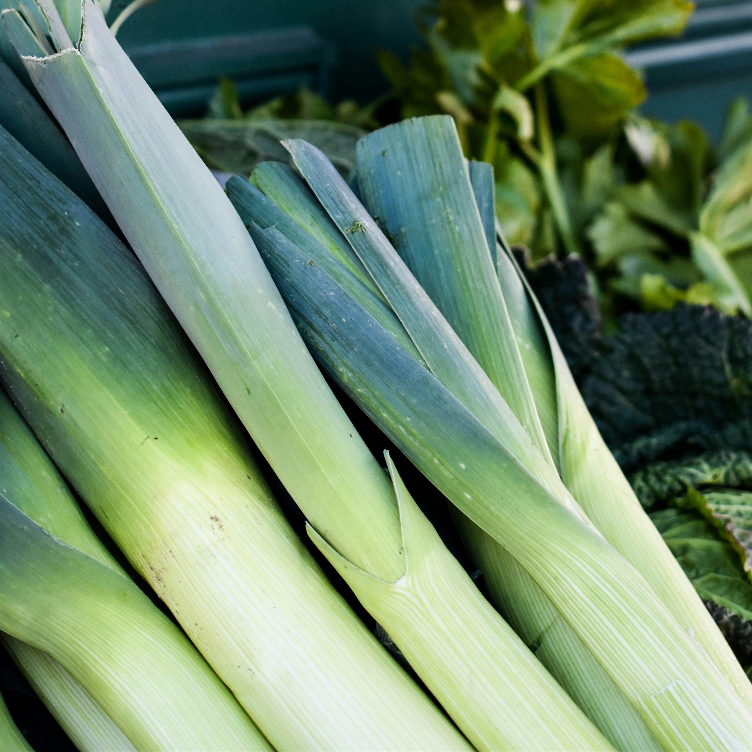 Close-up Leeks 