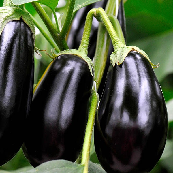 Aubergine (approx 400g)