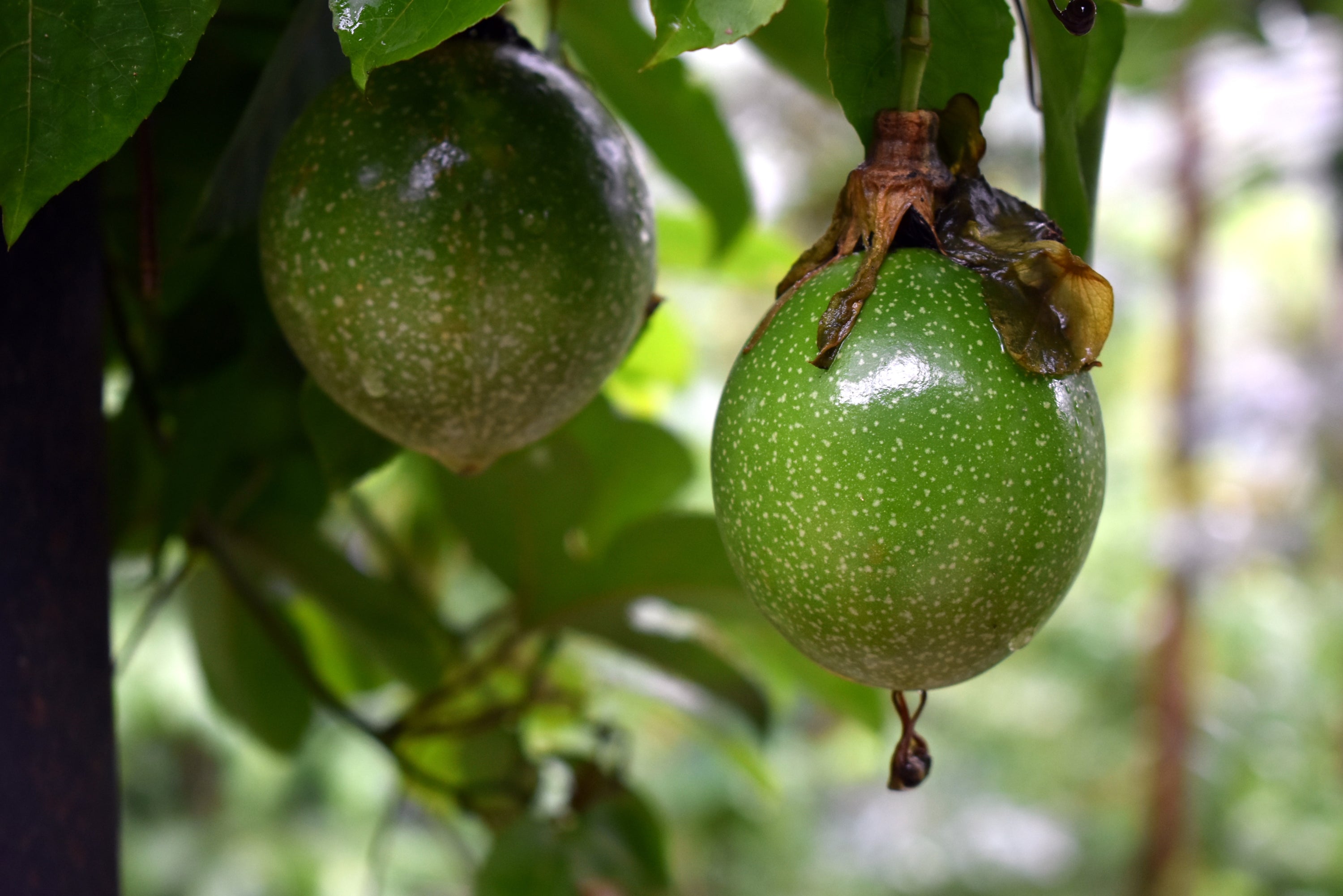 Passion Fruit image 0