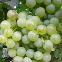 Chasselas Grapes (500g)