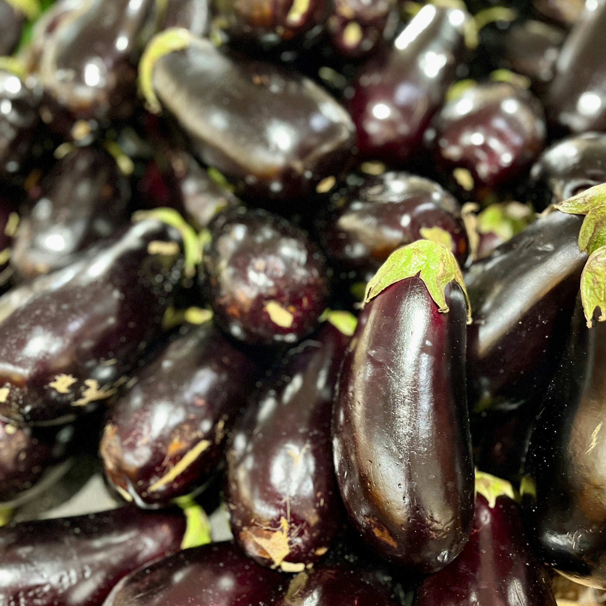 Close-up of dark purple eggplants with green stems.