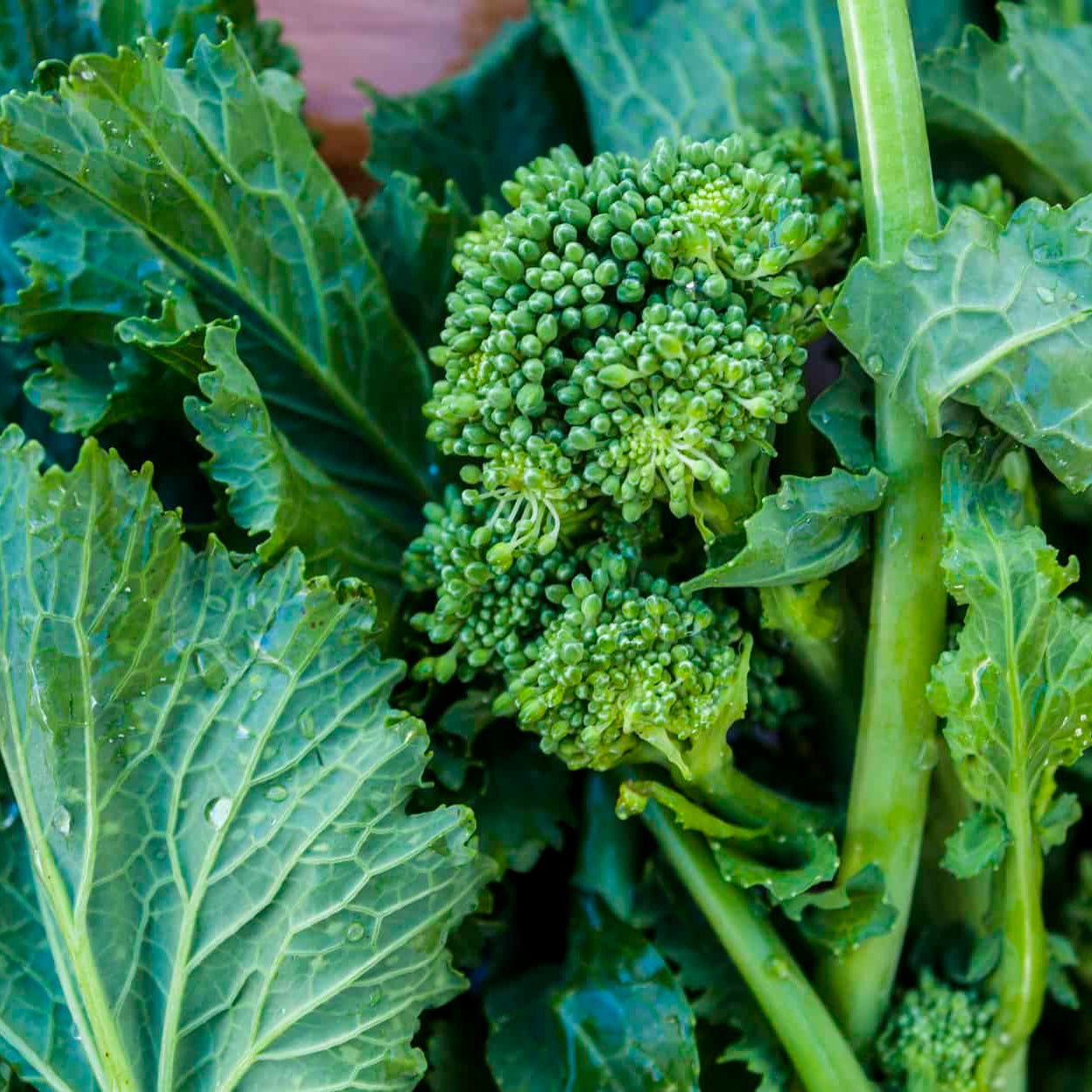 Close-up of fresh green broccoli with leaves