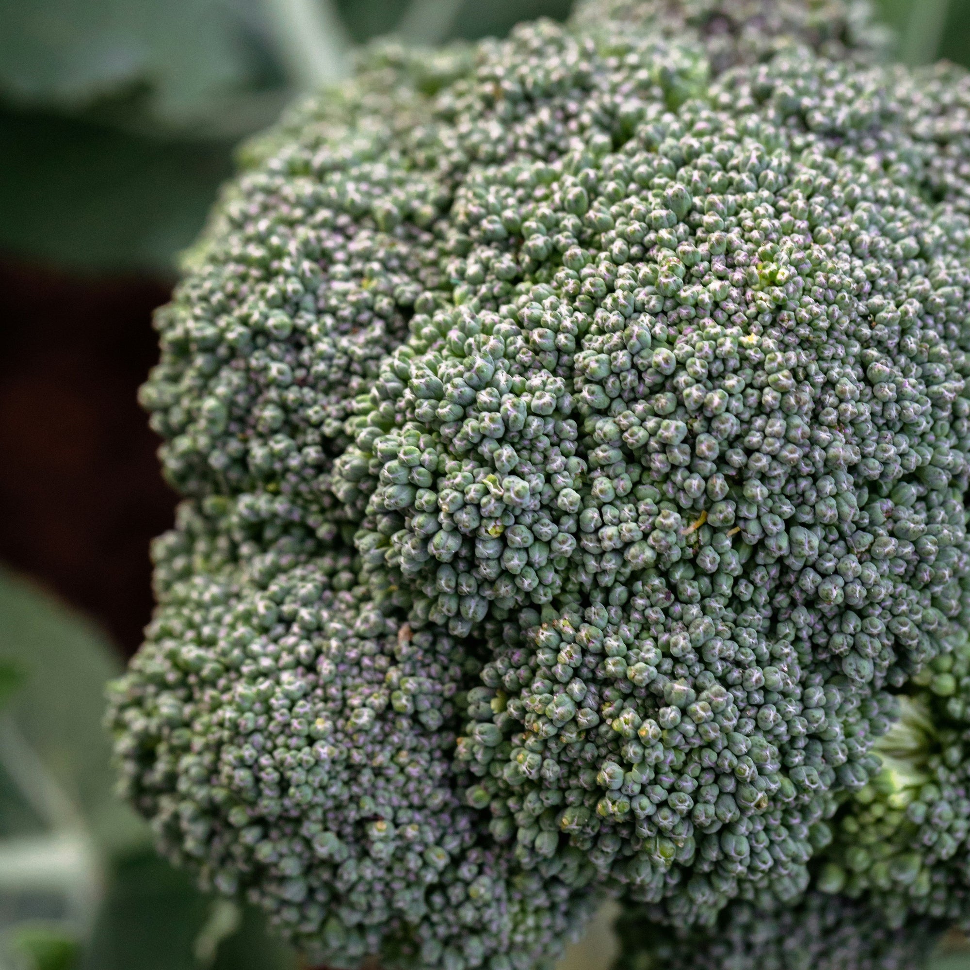 Close up of Broccoli