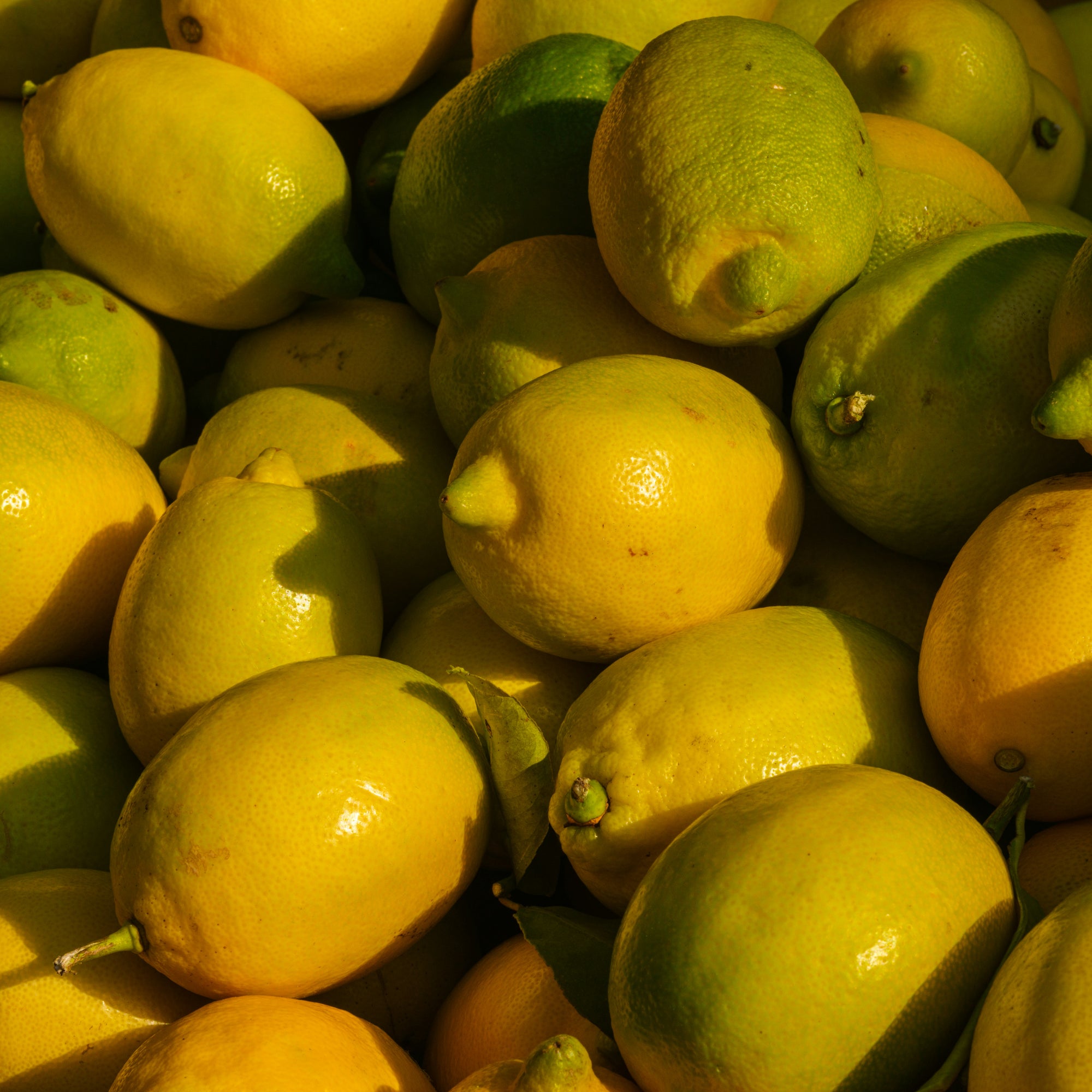 Close-up of Fino Lemons 