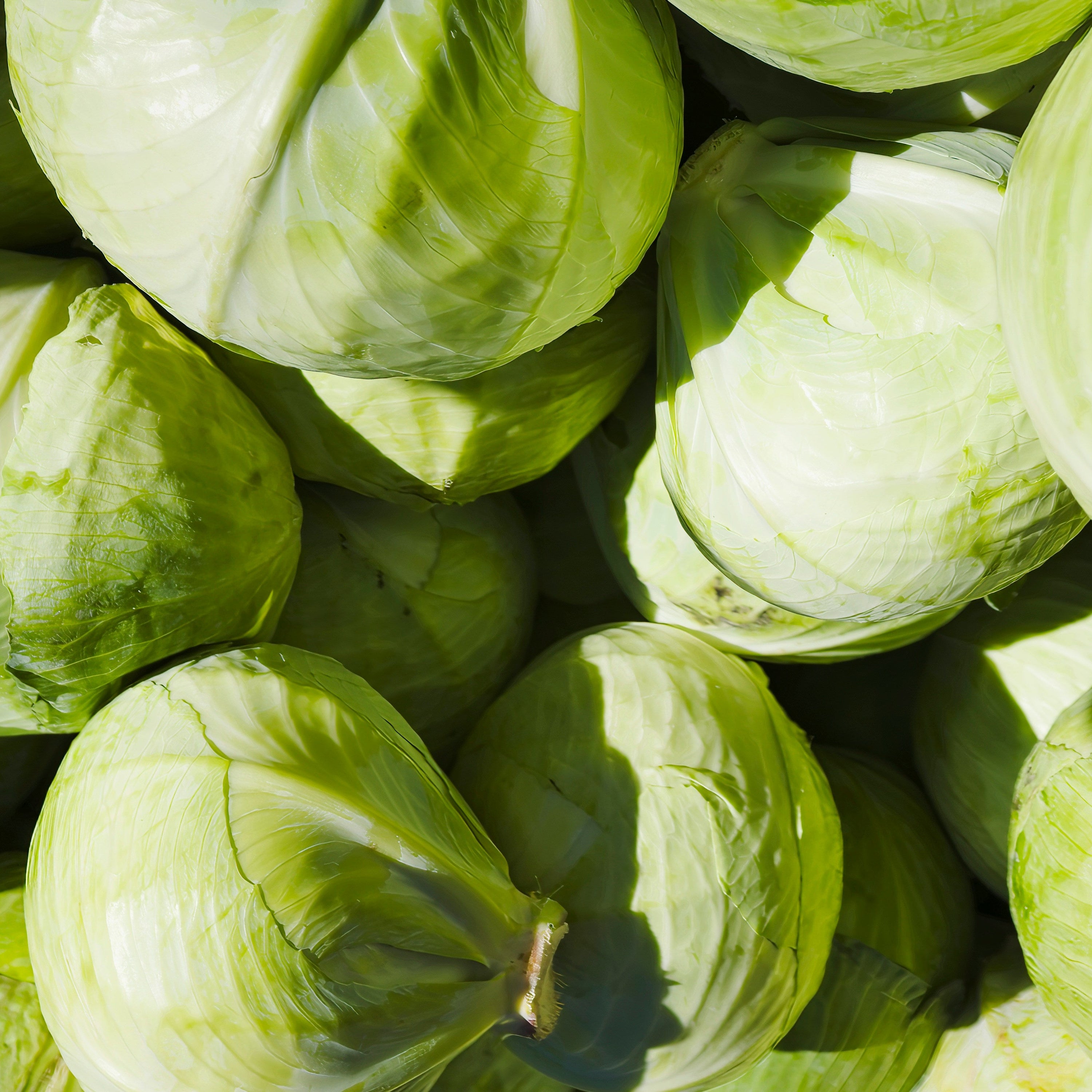 A close-up pile of fresh green cabbage heads filling the frame, with bright natural sunlight creating strong highlights and shadows.