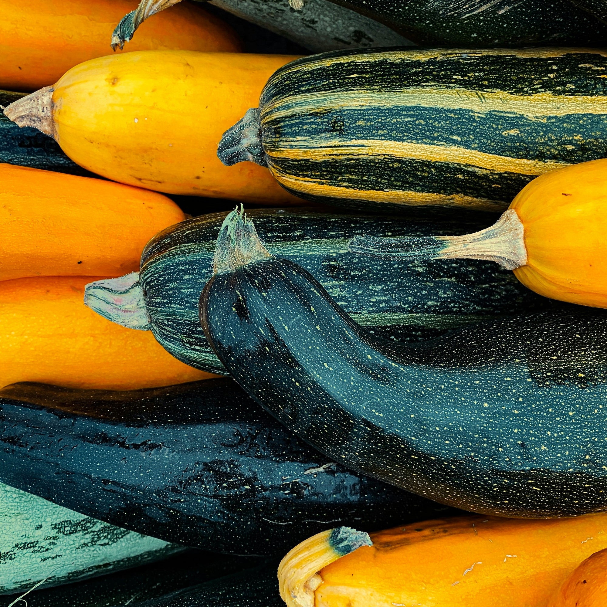 Stack of yellow and green zucchinis with dark green eggplants on a black background