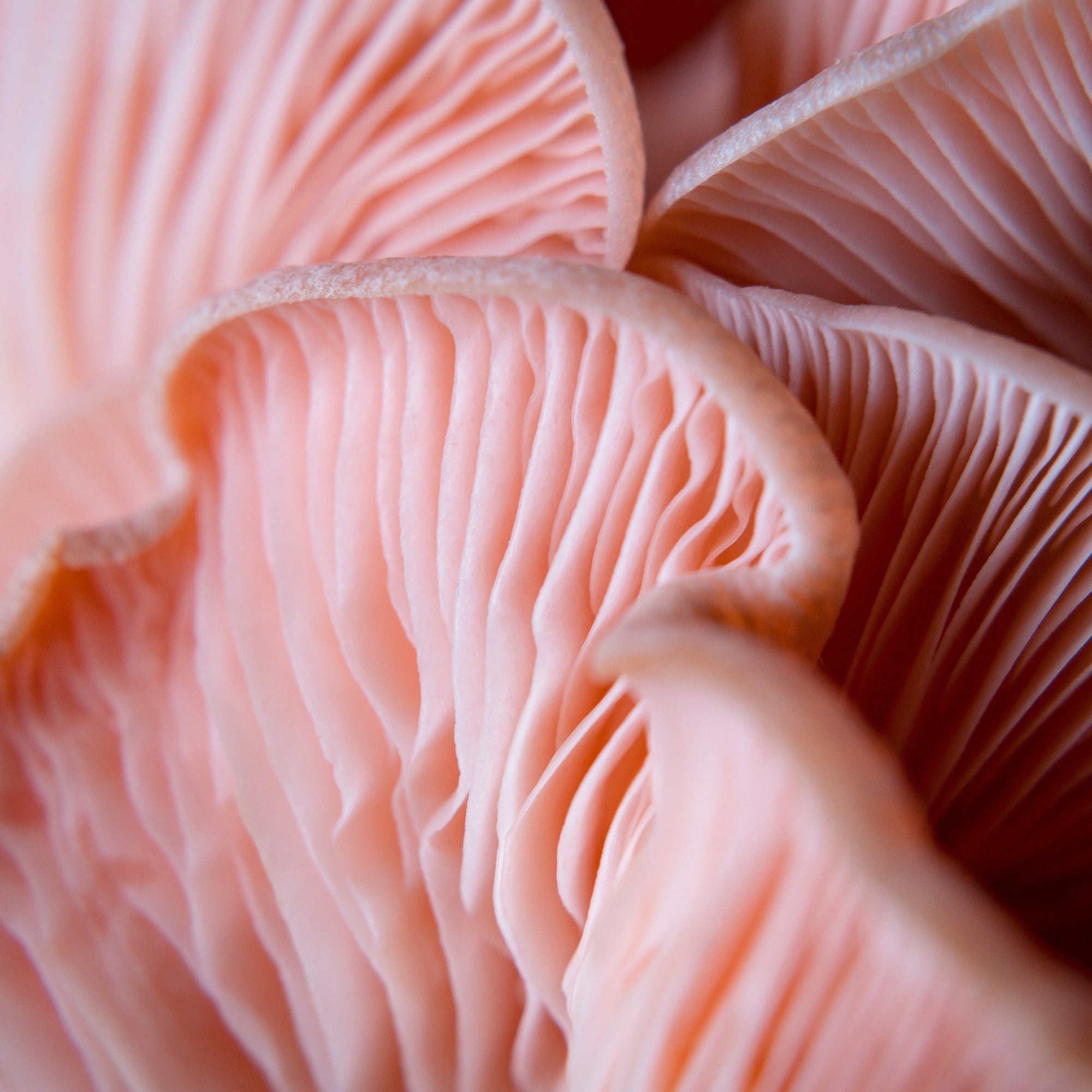Close up of mixed Oyster Mushrooms 