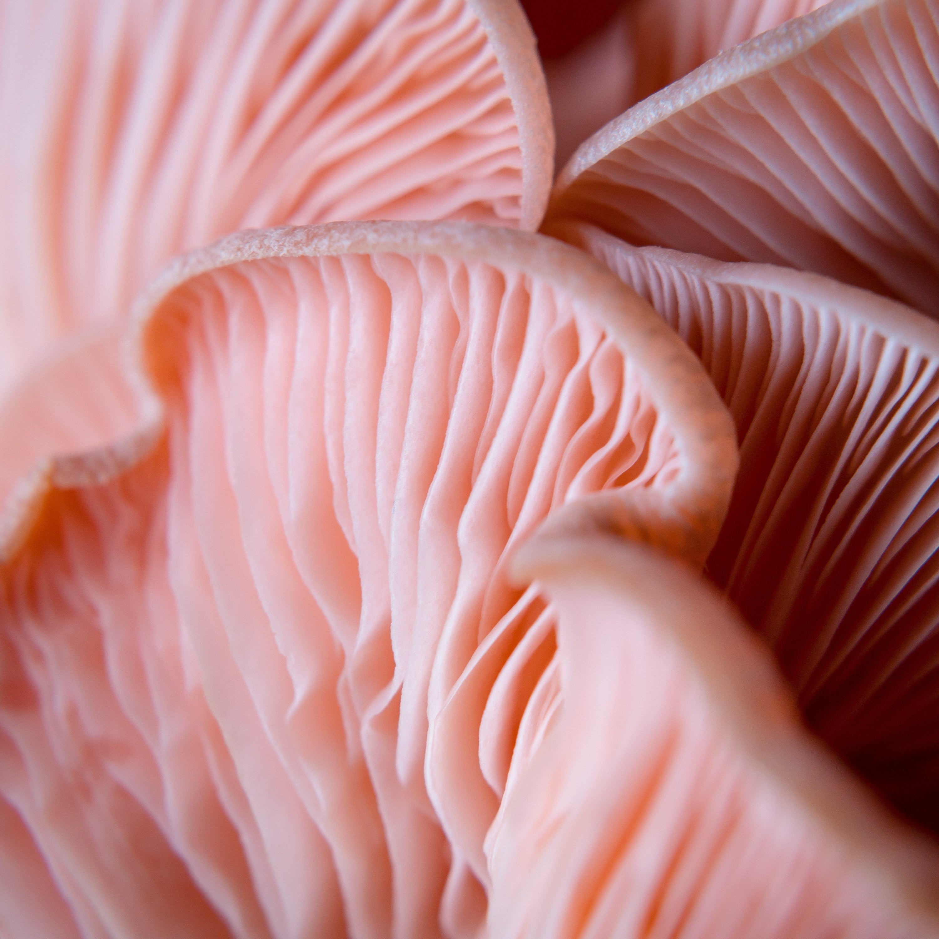 Close up of mixed Oyster Mushrooms 