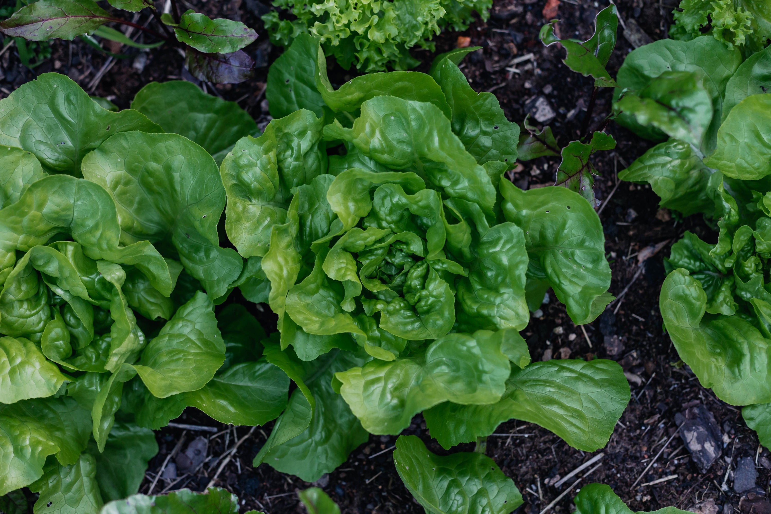 Little Gem Lettuce image 0