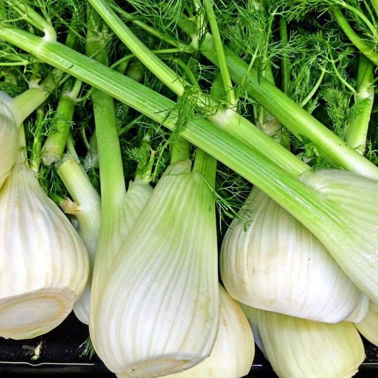 Fresh fennel bulbs with long pale green stalks and feathery green tops, arranged closely together.