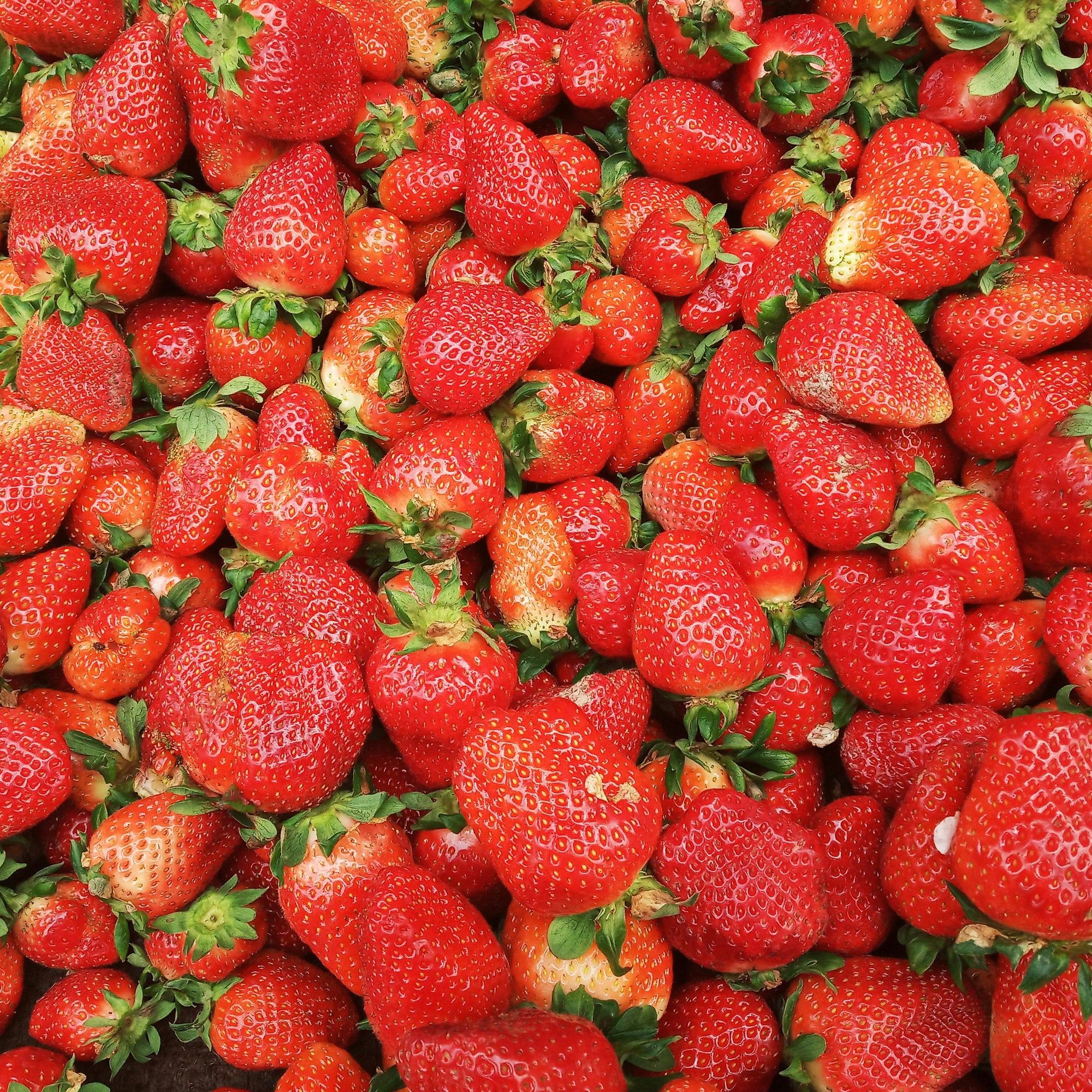 A close-up, top-down view of a dense pile of fresh red strawberries with green leafy tops.