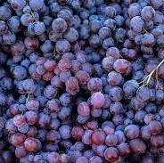 Nebbiolo Grapes (500g)