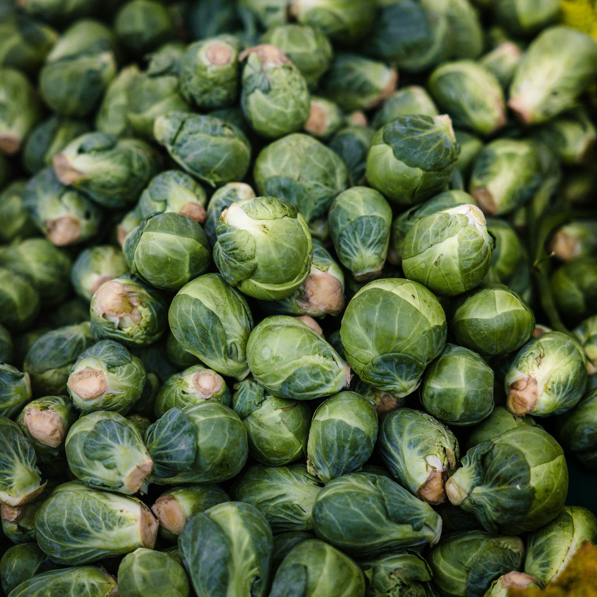 Close-up of sprouts