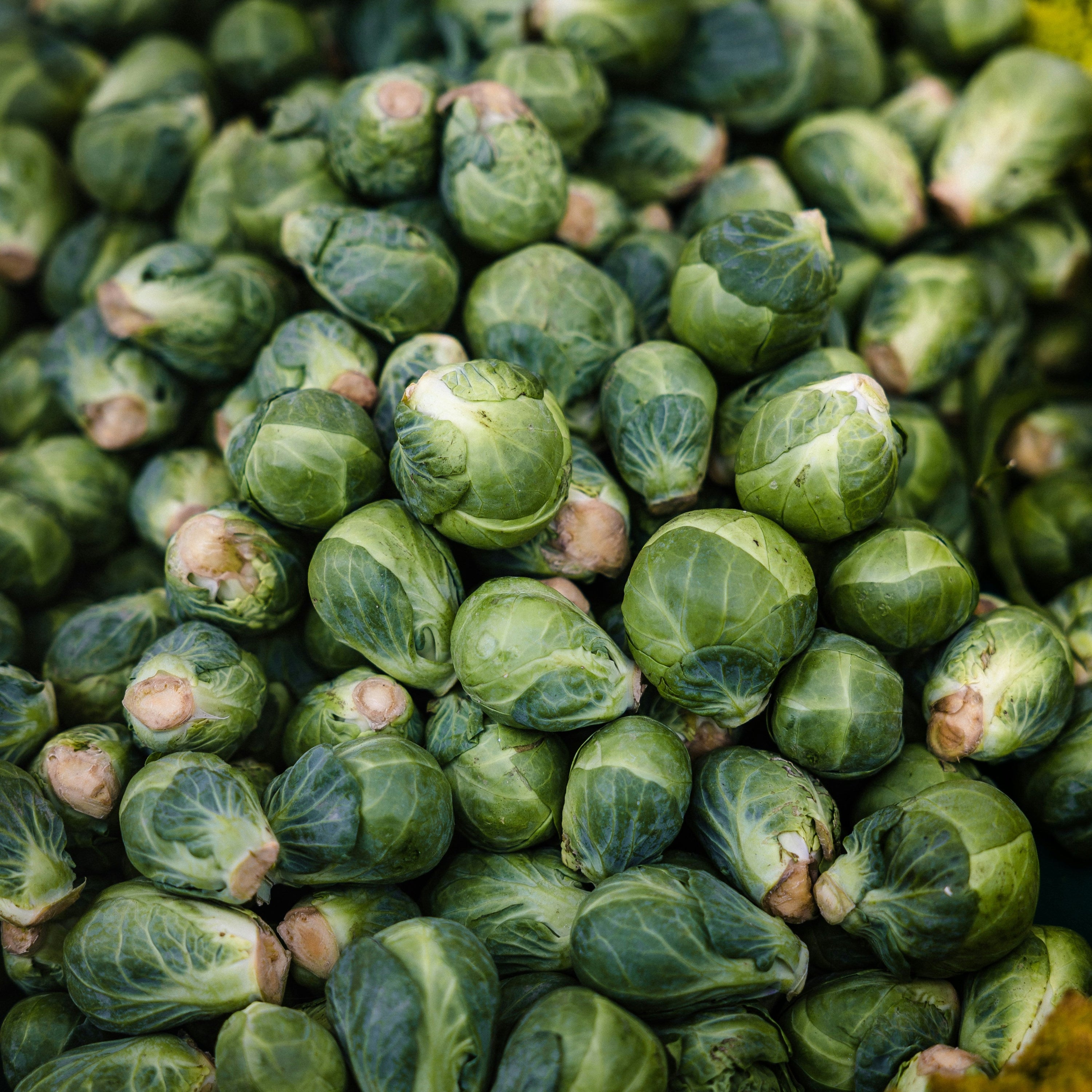 Close-up of sprouts