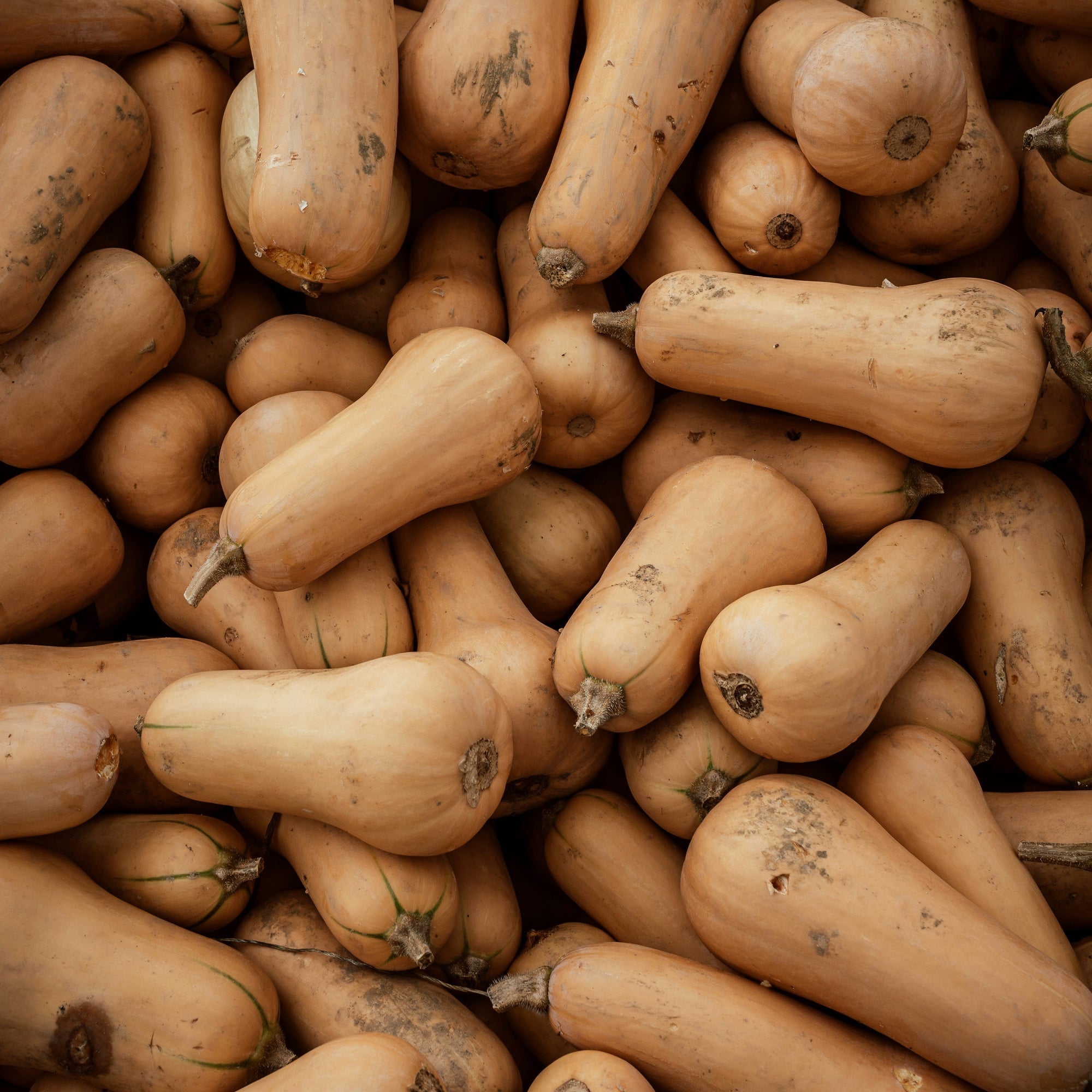 Close-up of a pile of butternut squash.