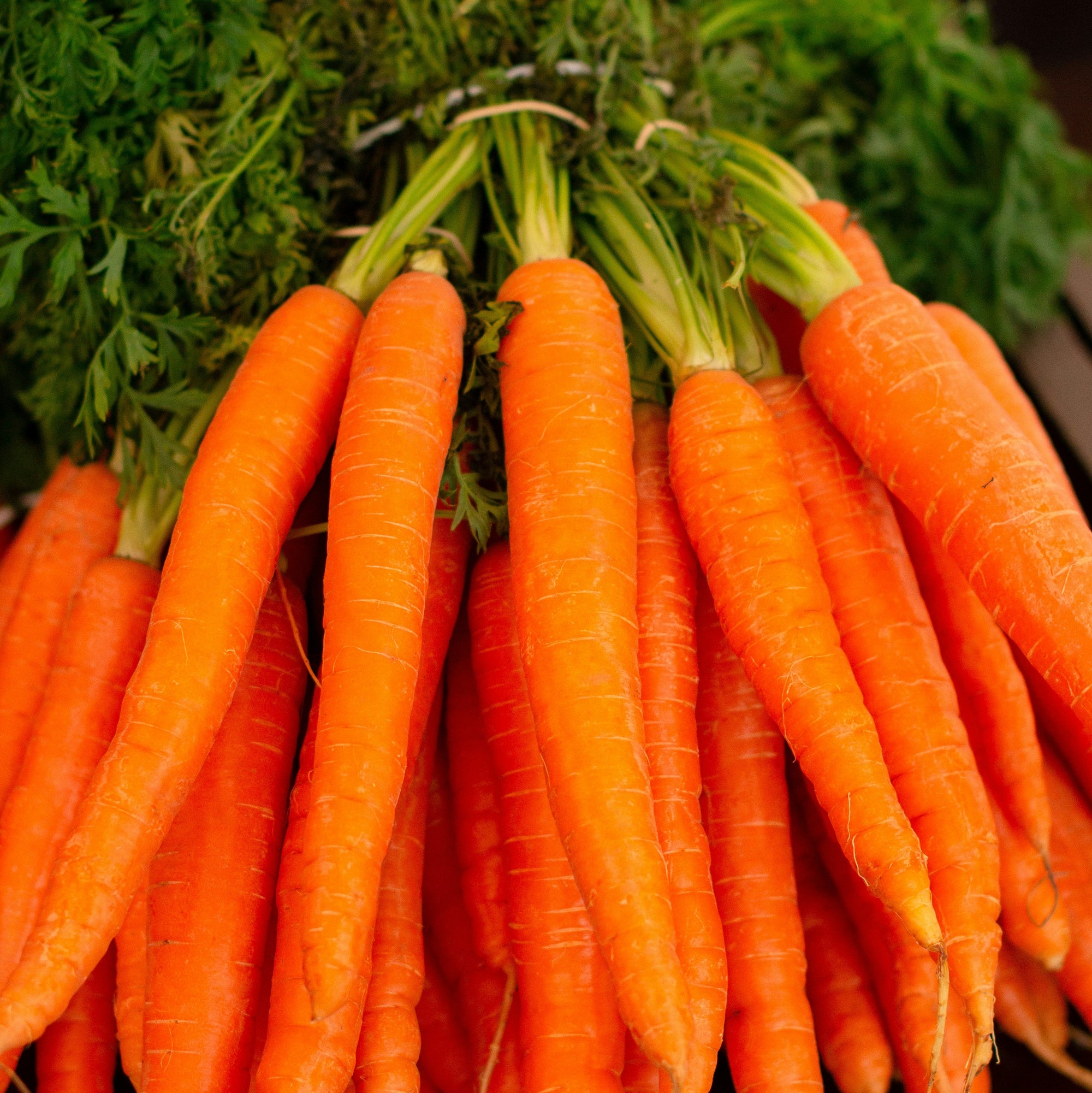 Bunch of fresh carrots with green tops on a dark surface