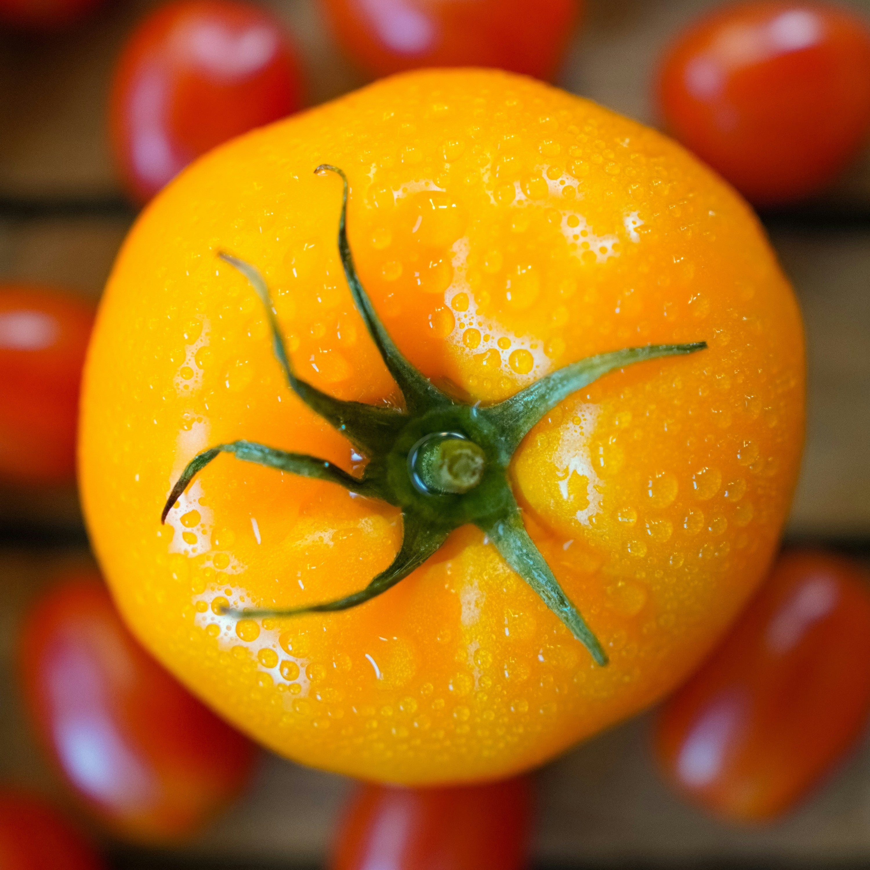 Close-up of a bright orange tomato with green stem surrounded by smaller red tomatoes.