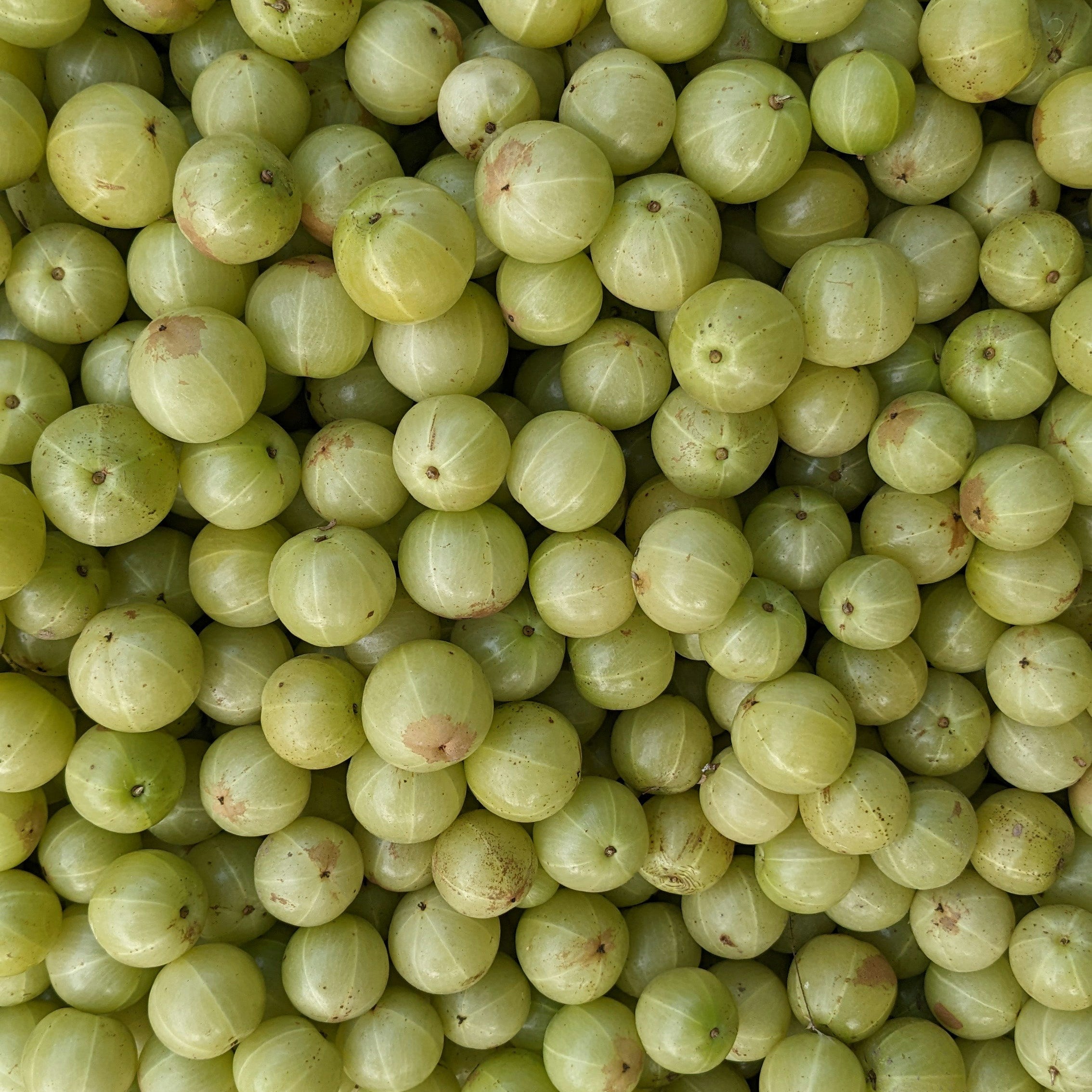 Close-up of a pile of green gooseberries