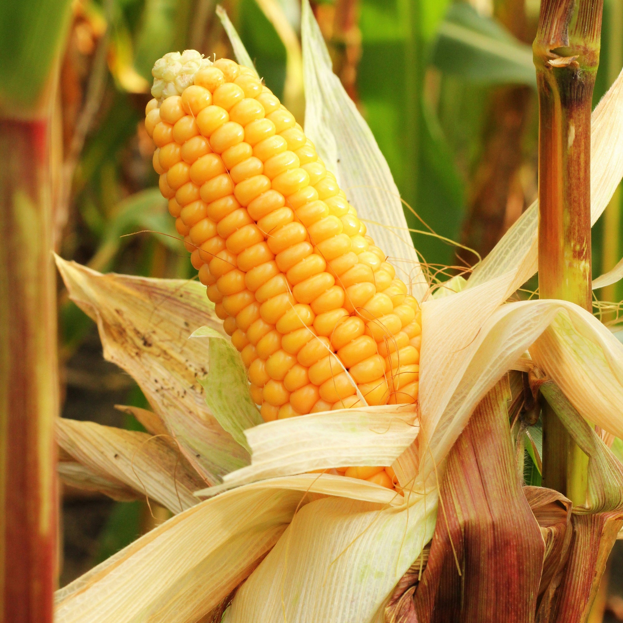 Sweetcorn