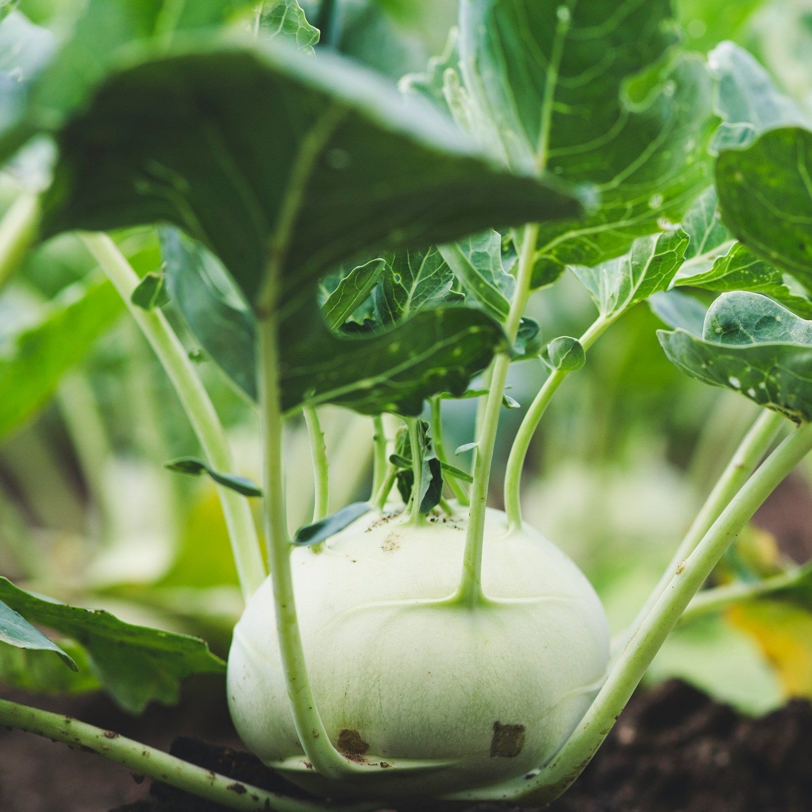 A close-up outdoor photo of kohlrabi vegetables growing in dark soil, with green leaves and pale round bulbs visible in a garden setting.